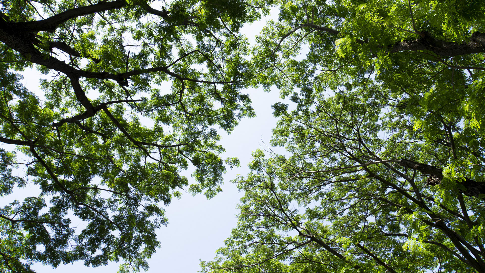 A Reconciliation: 'A Tree, A Stone, A Cloud’, wood, stone, and memories