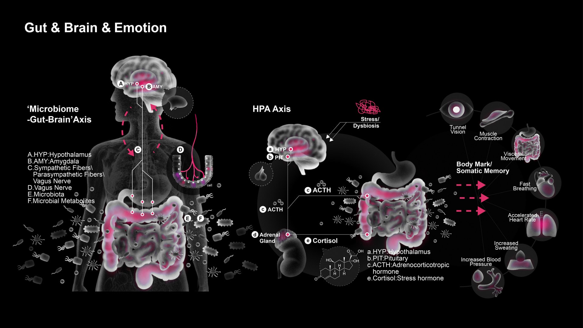 Gut Brain and Emotion