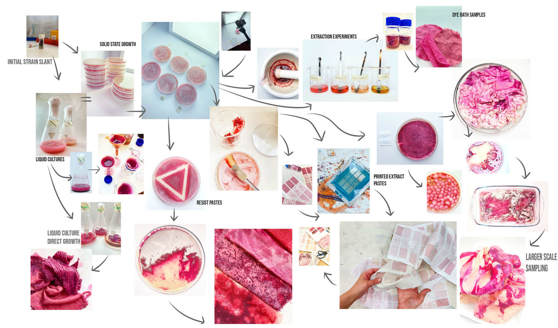 Streptomyces Coelicolor \\ Sunset Hues \\ Process Diagram.