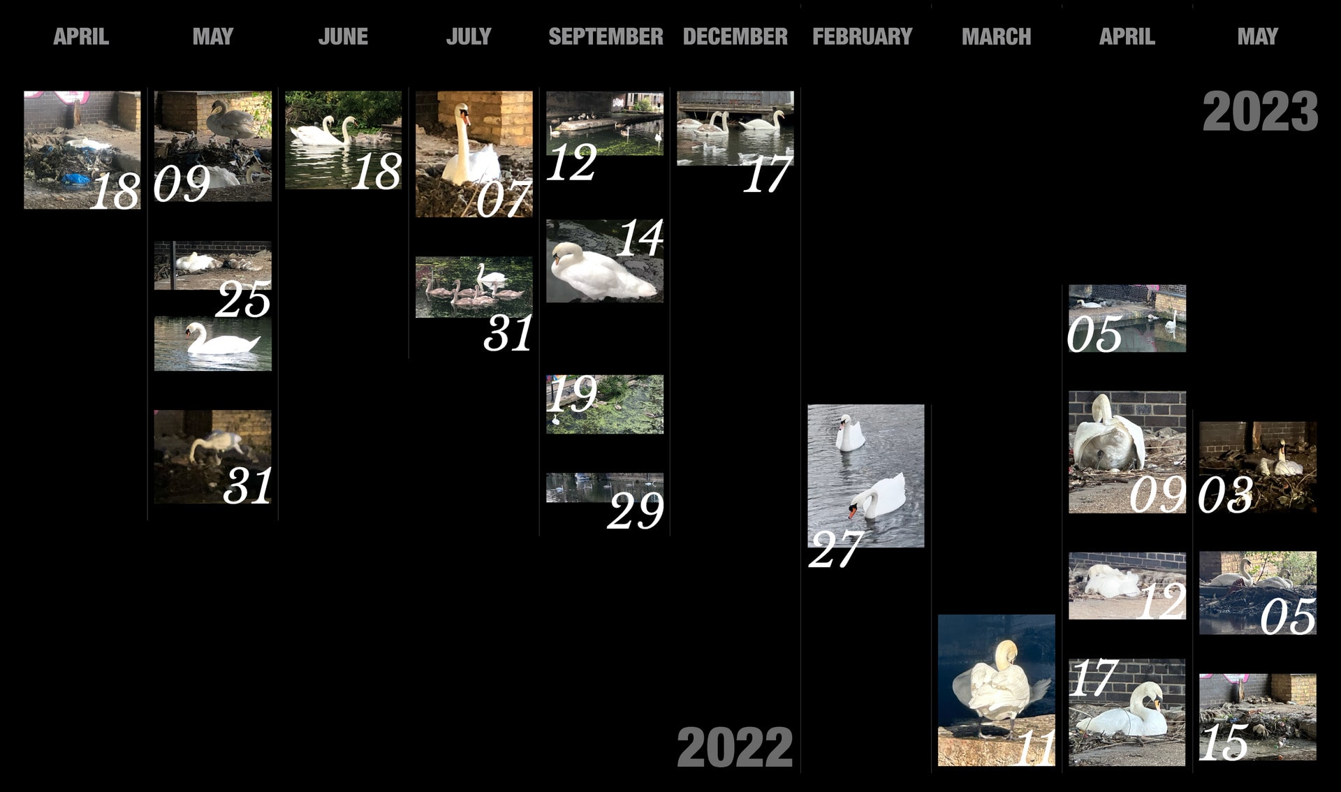 Surrounding - A Swan Calendar