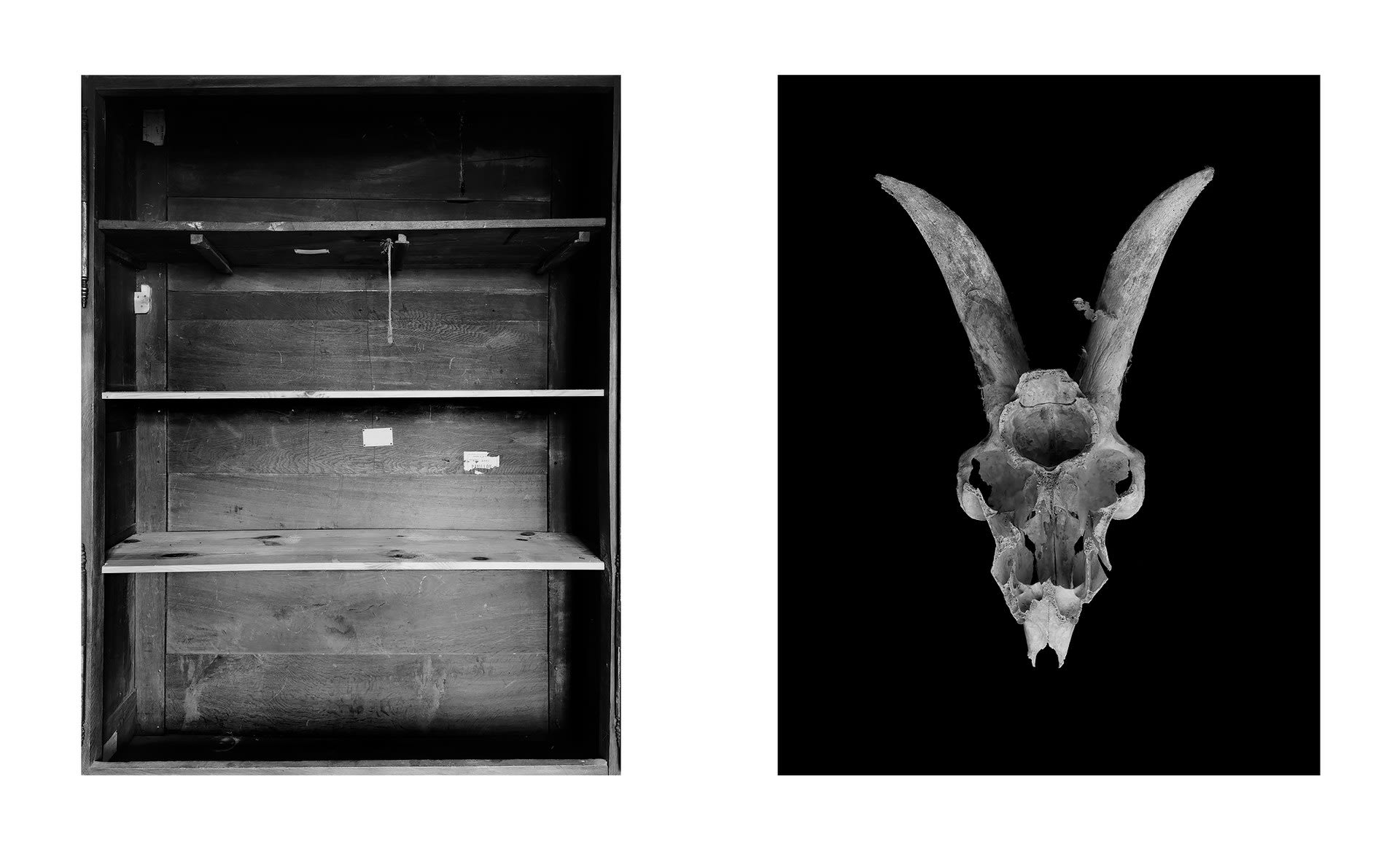 Shelves, 2021 + Skull, 2021