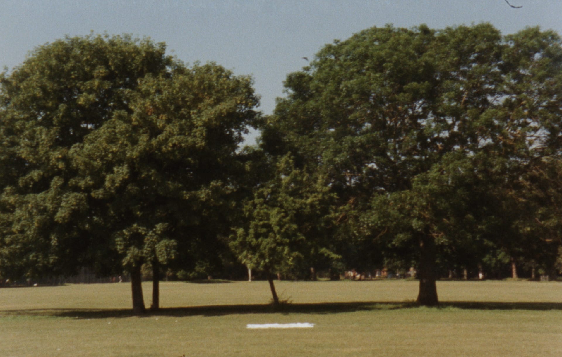 image of trees with a white sheet in front of them