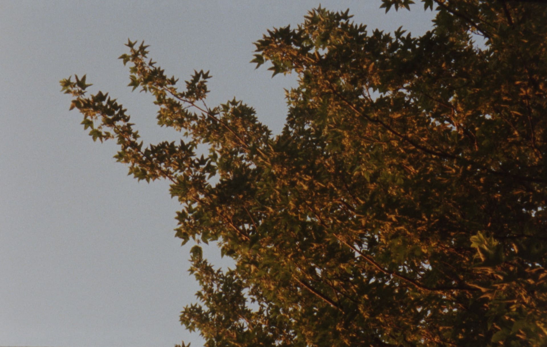 image of tree with sunrise lighting