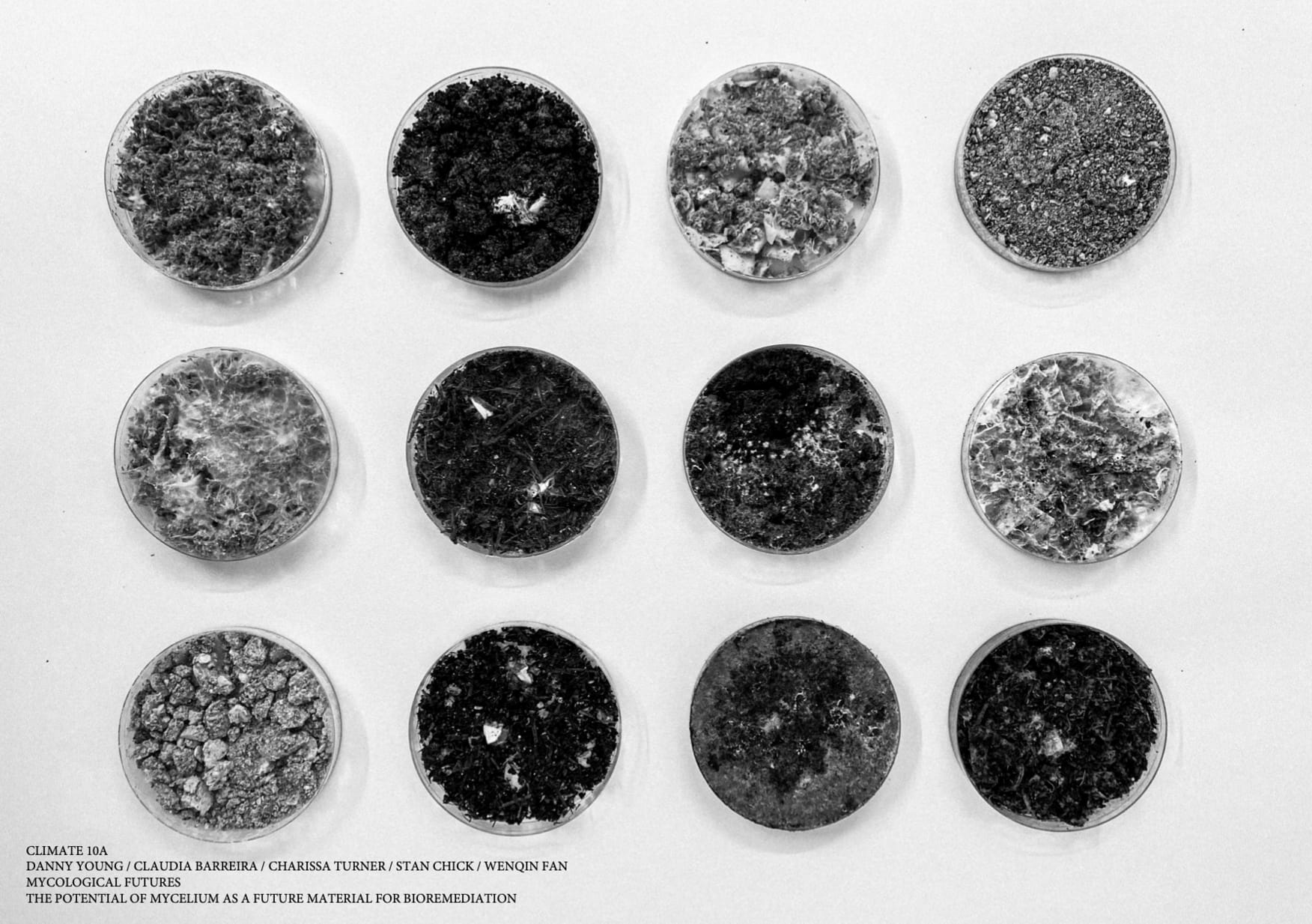 Series of Petri dishes showcasing the binding capabilities of mycelium with various Biosubstrates