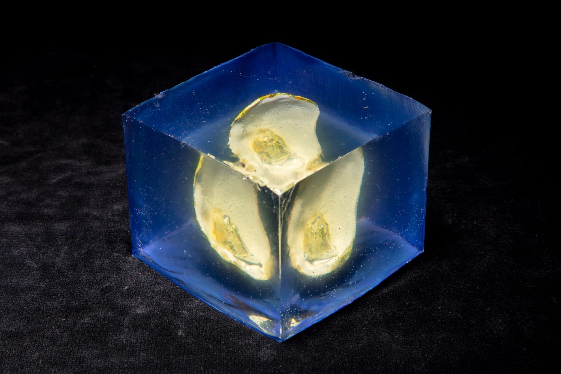 The artwork installation showing degraded oyster in the future, where it had smaller fruit and corroded surfaces.
