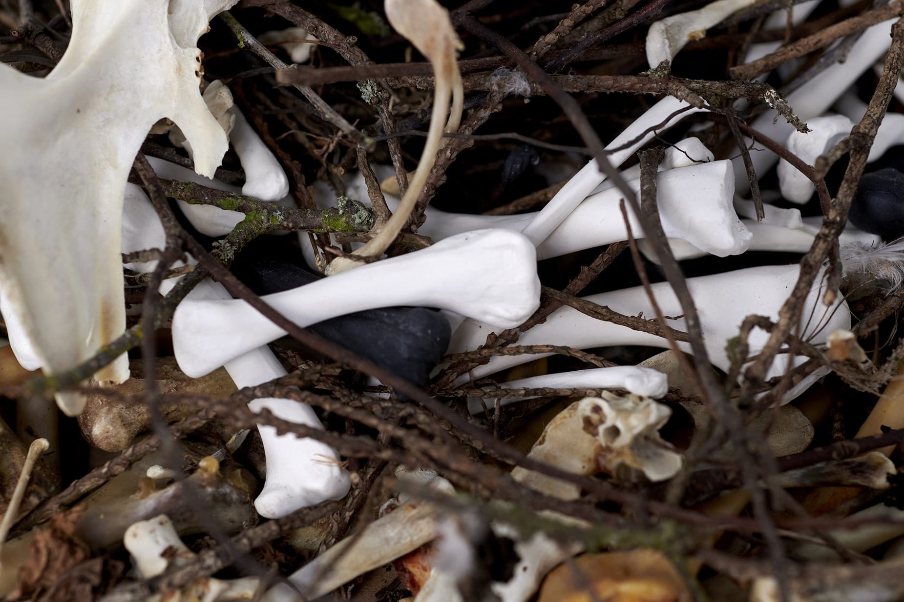 close up image of twigs intertwined with dried chicken bones and bones made of white and black porcelain. 