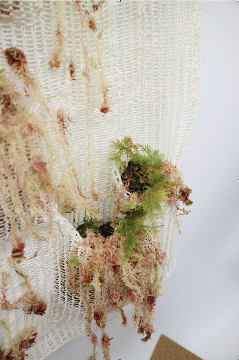 Moss is grown with soil on the woven fabric