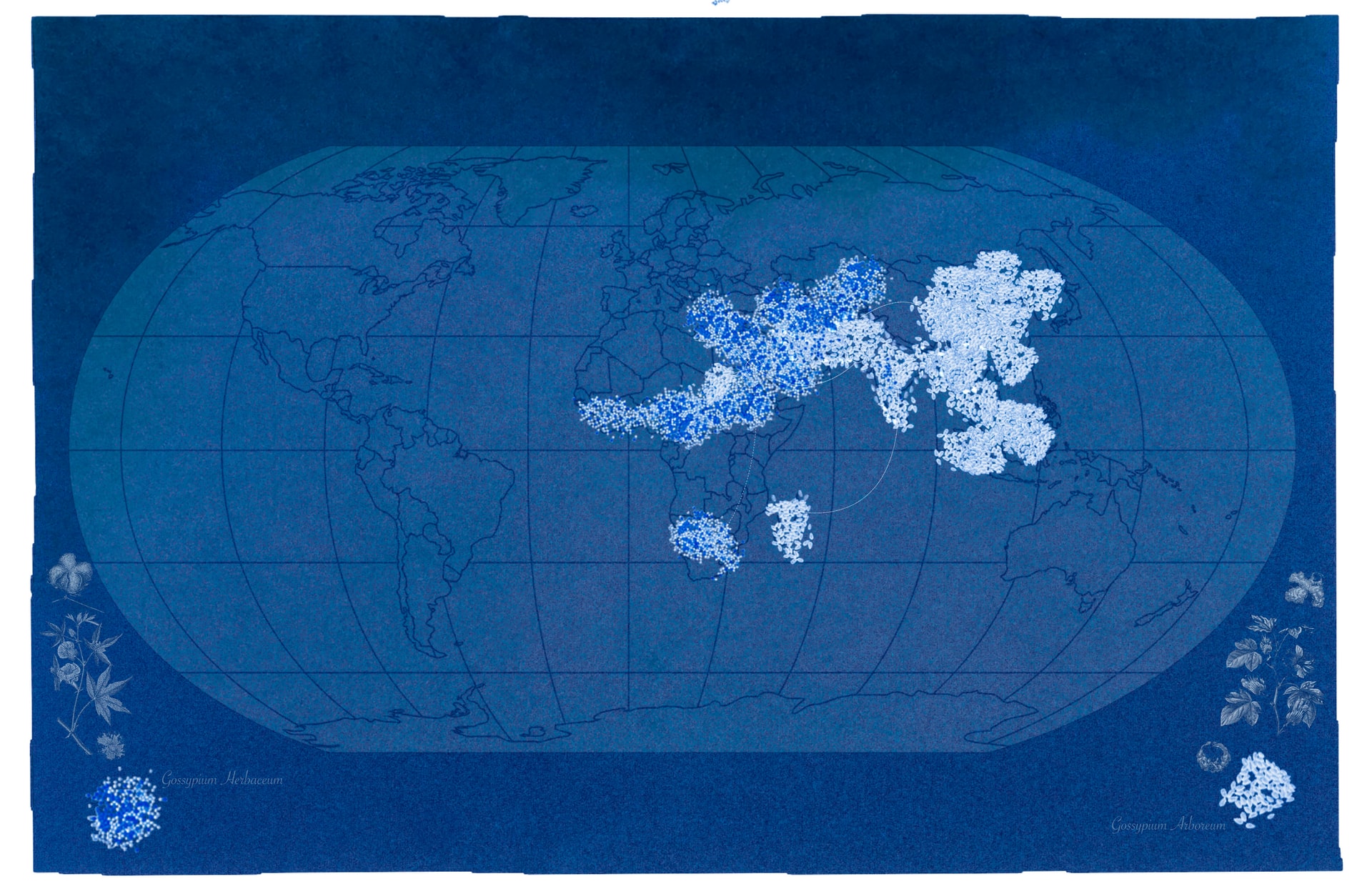 Cyanotype showing concentration of two cultivars of cotton around India and Arabia