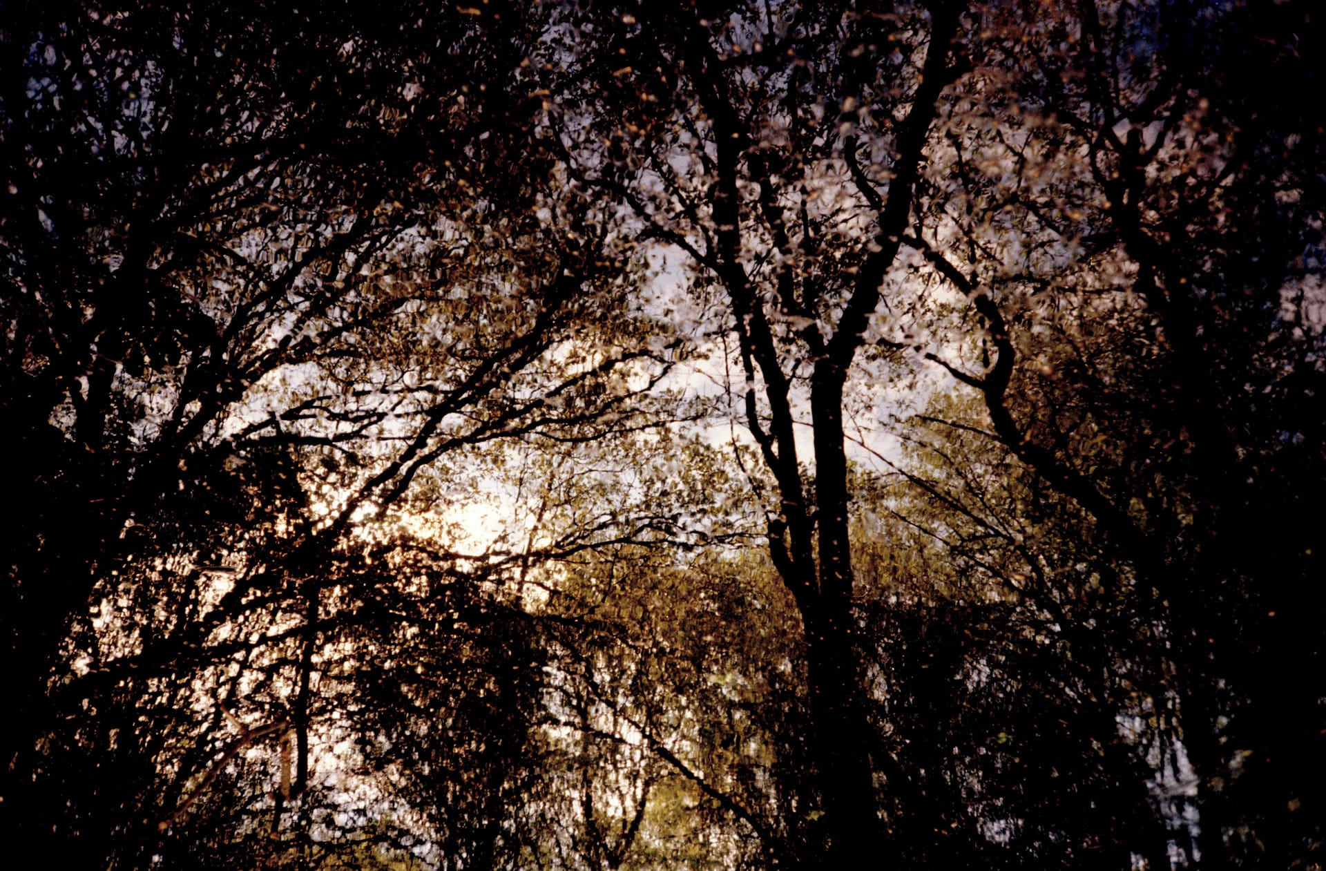 water reflection of trees 