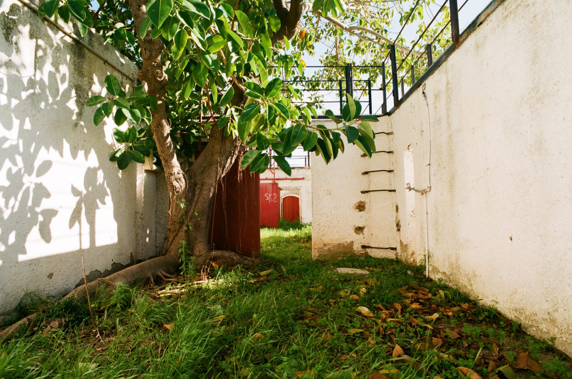 An abandoned bullpen with whitewashed walls and a Ficus tree growing in one corner. 