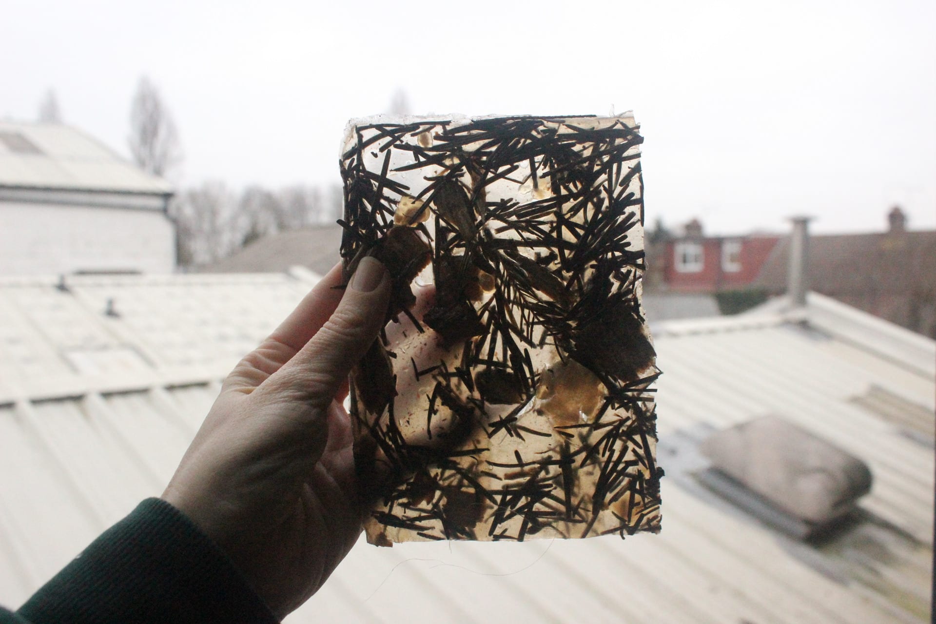Dried pine needles embedded in bioplastic held up by hand against industrial background shining light through