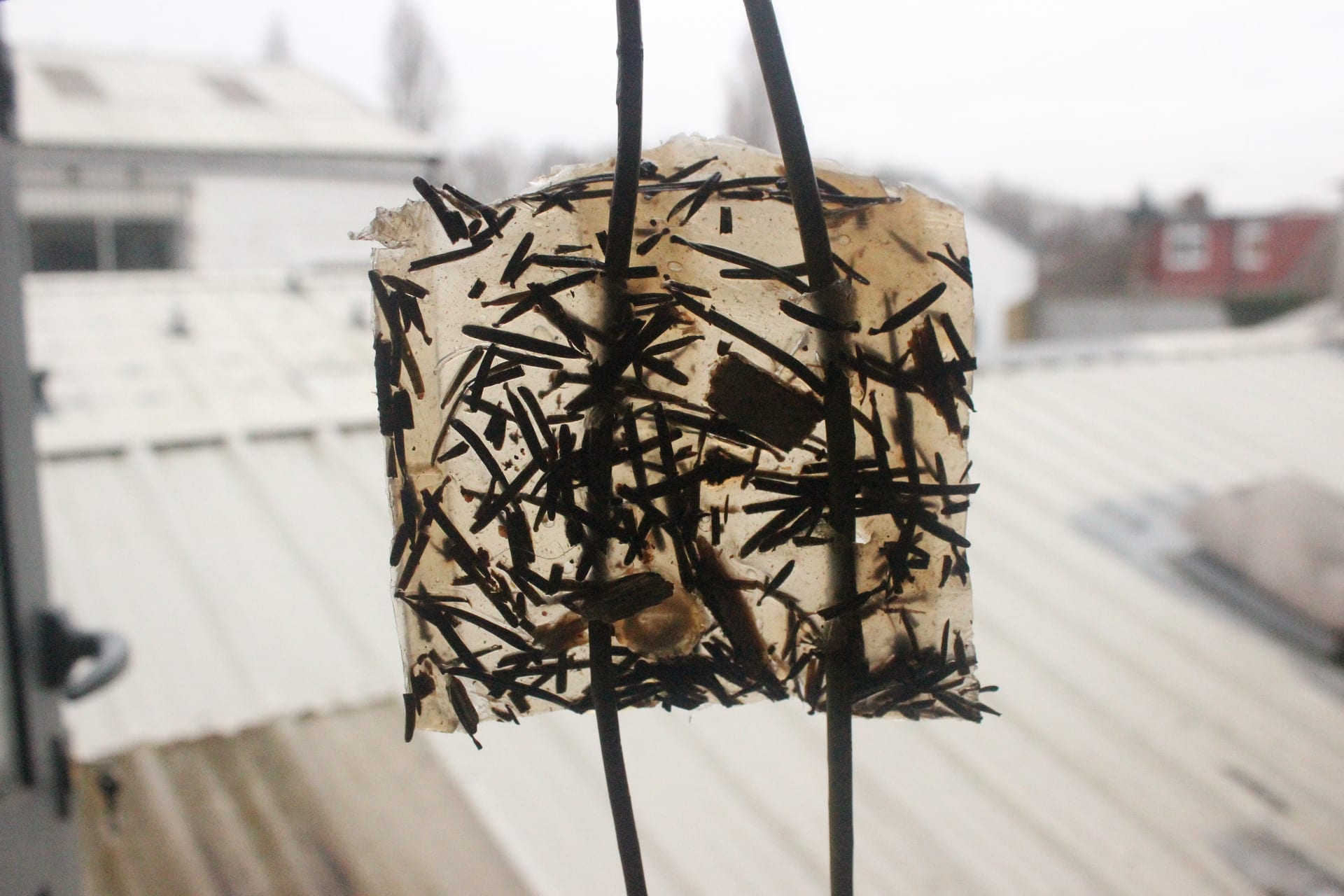 Dried pine needles embedded in bioplastic held with willow sticks held up against industrial background shining light throug