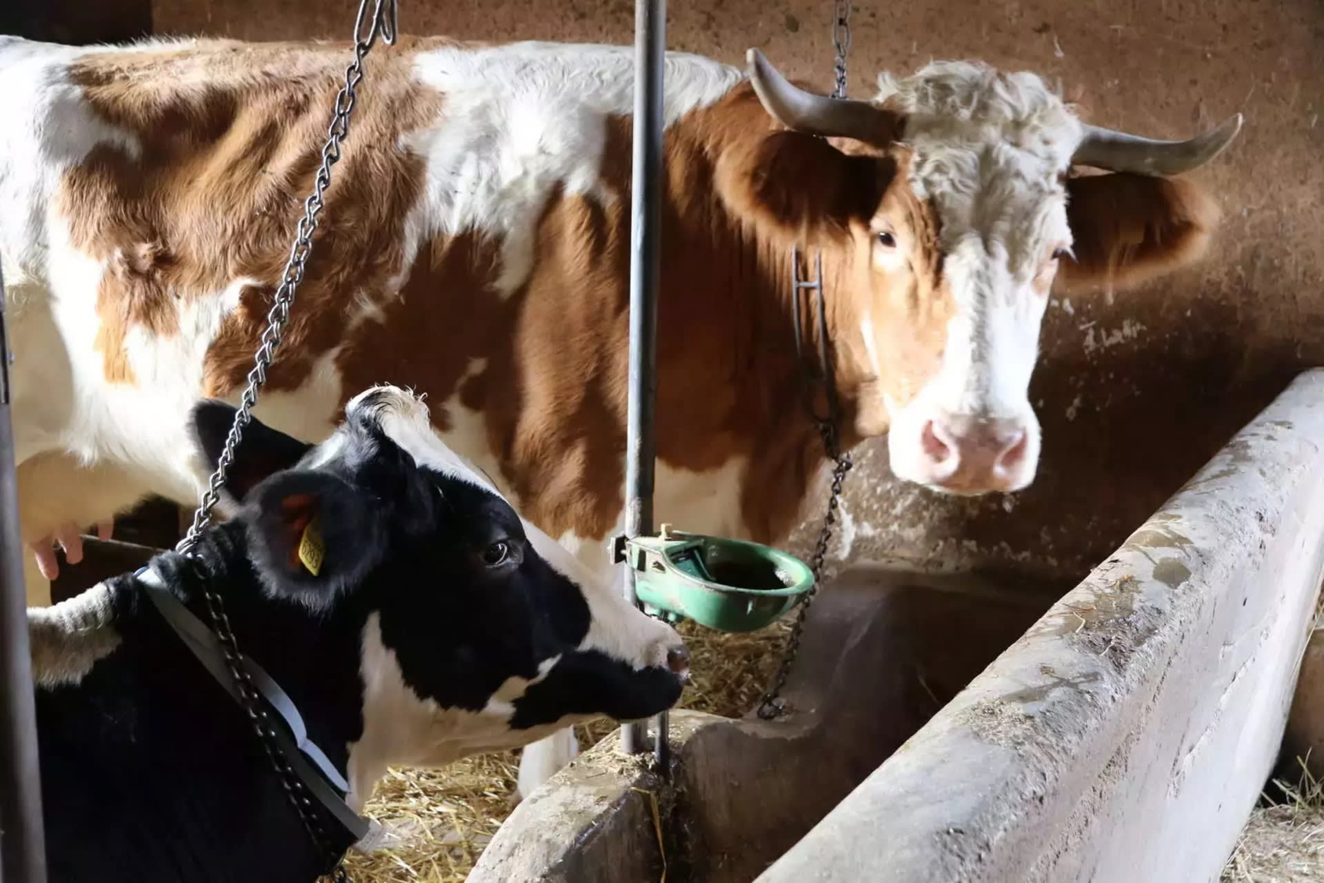 Cows with motion sensor