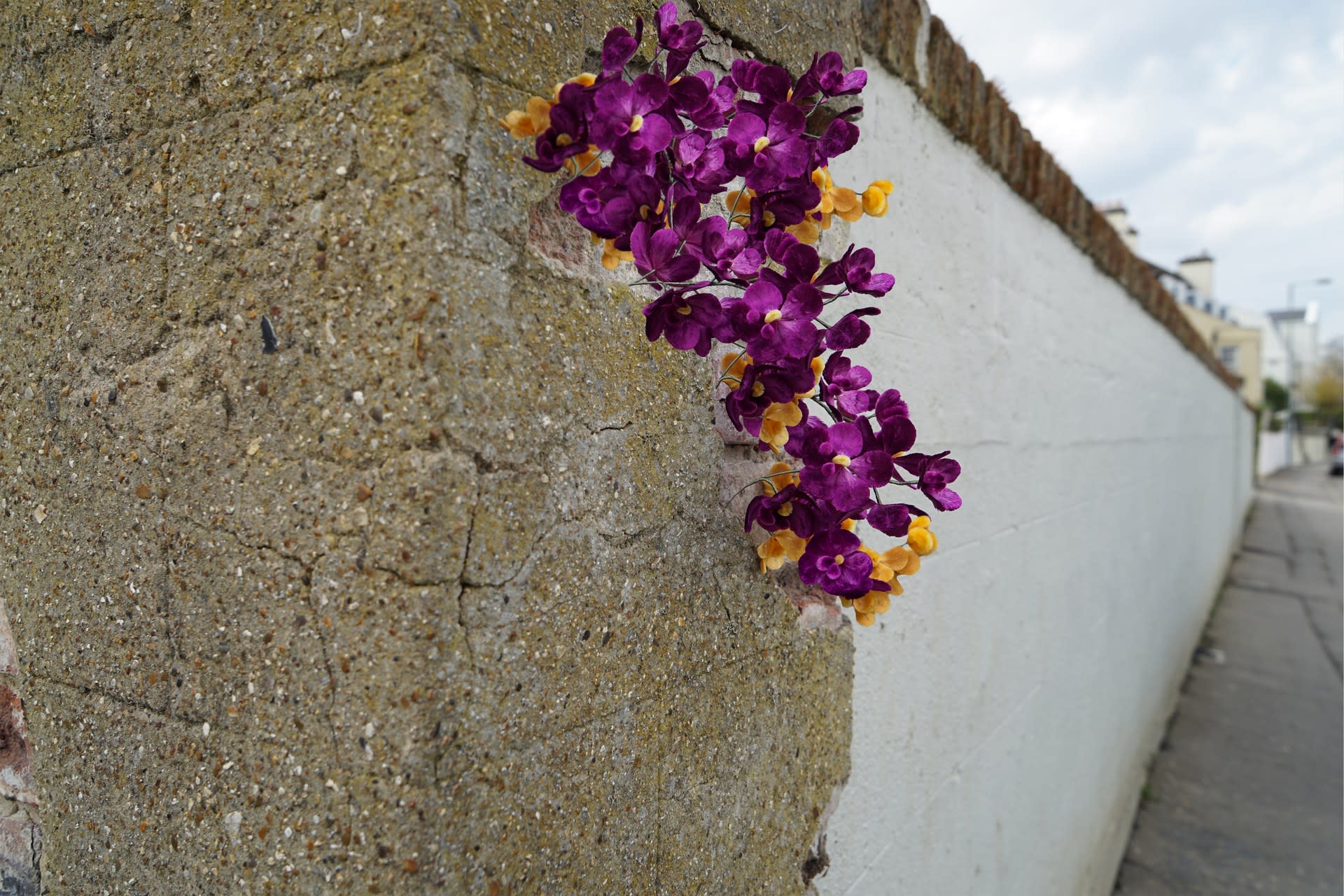 Orchid on the Wall