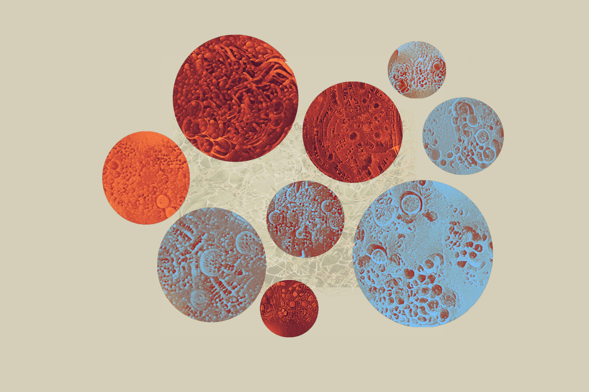 Artificial Morphology in Petri Dish 