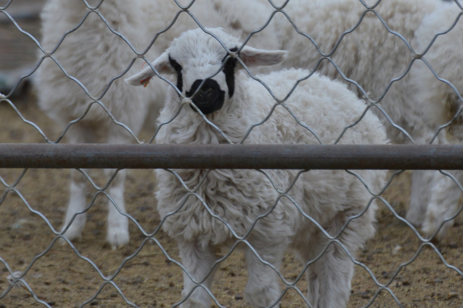 Portrait of sheep.