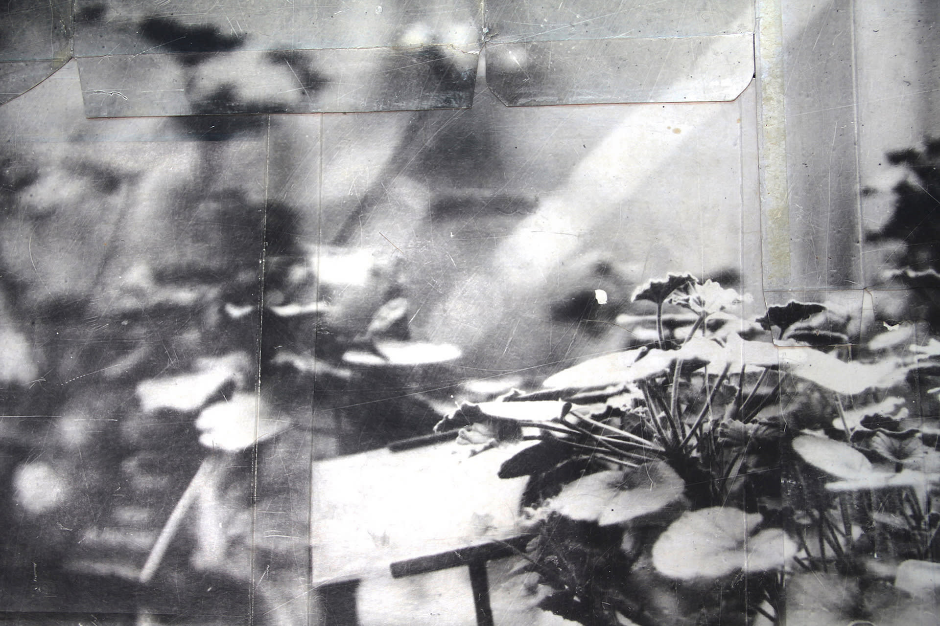 black and white detailed image of a larger photo showing a close up of leaves and a plant notice