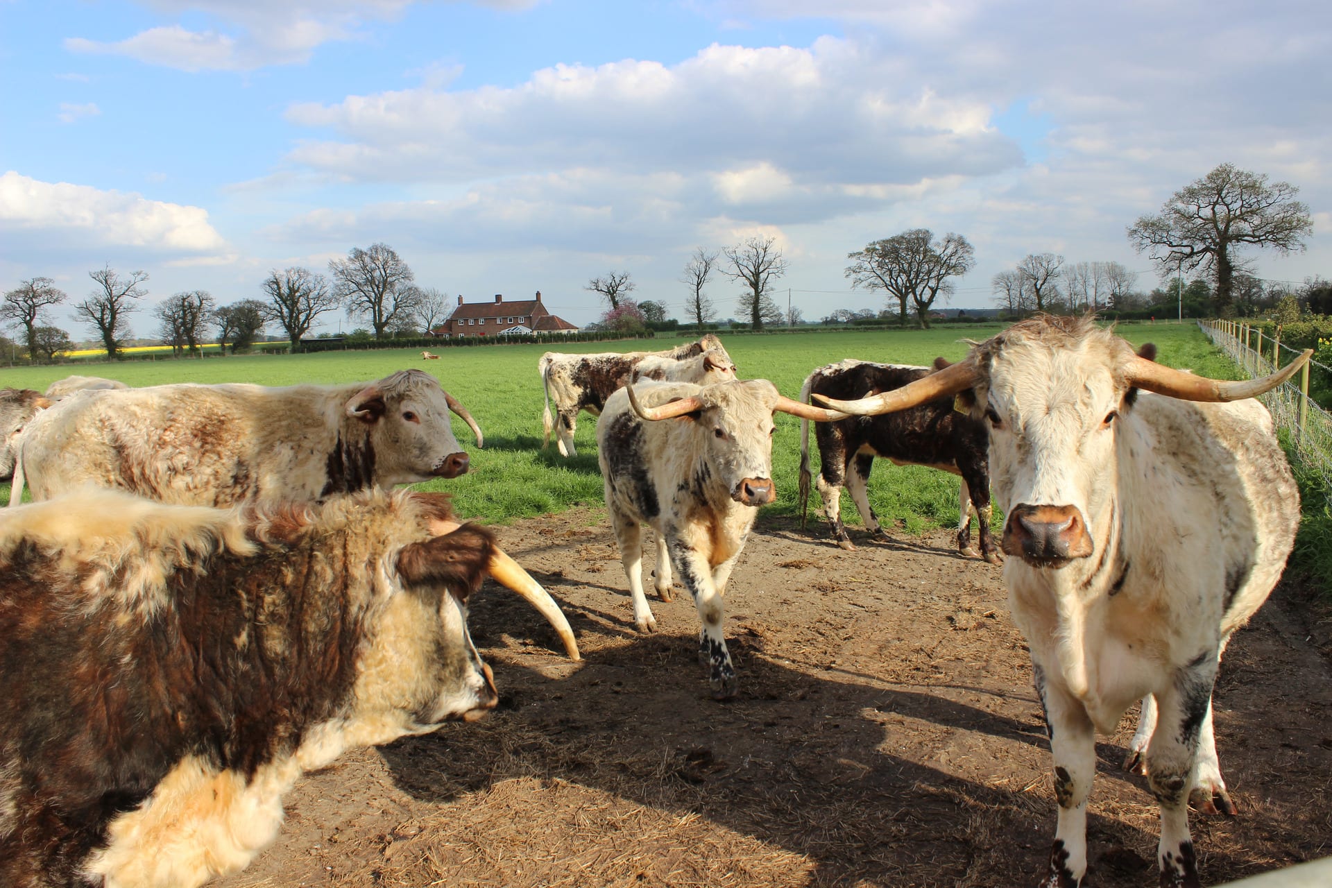 cows in Suffolk