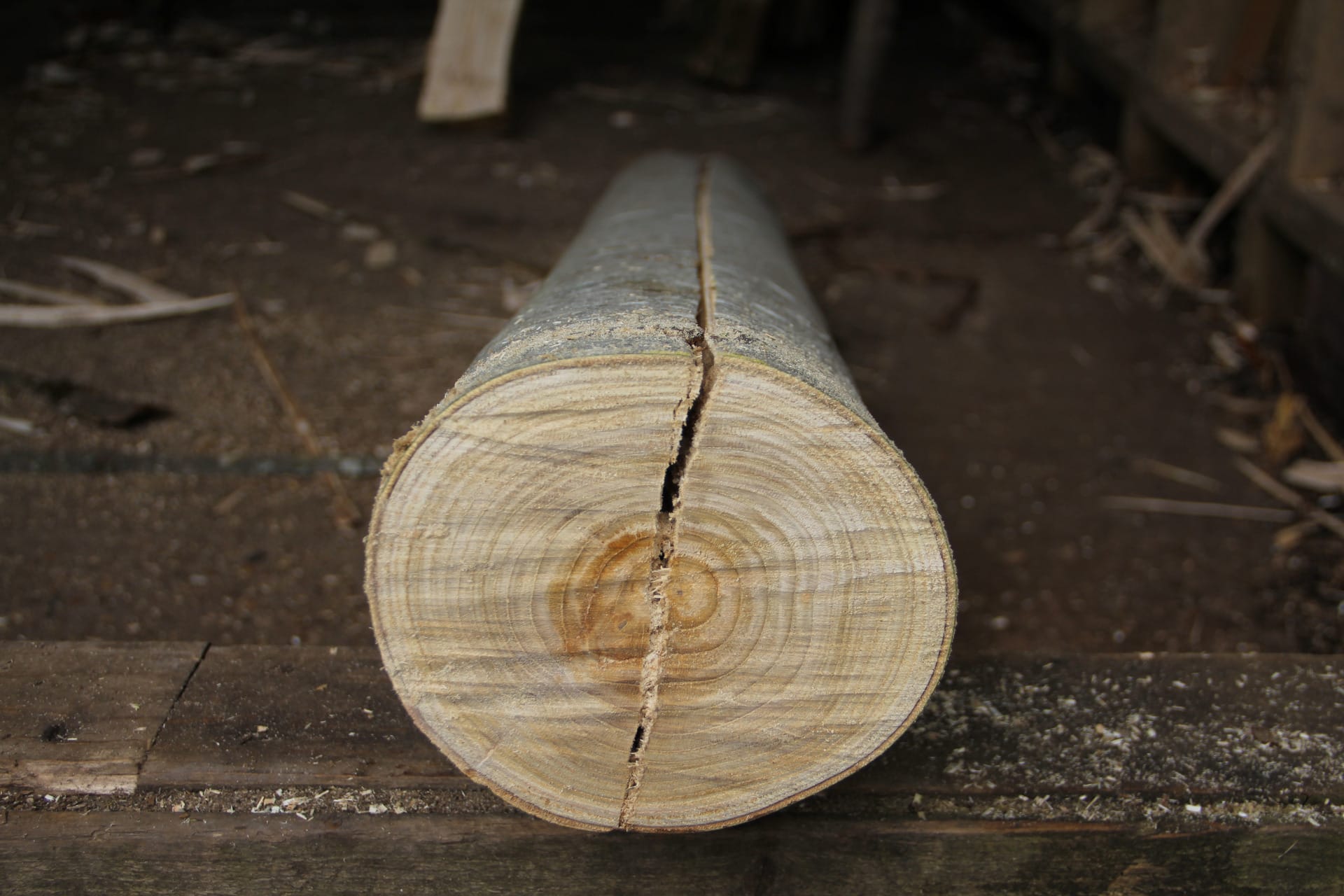 A tree trunk split in half