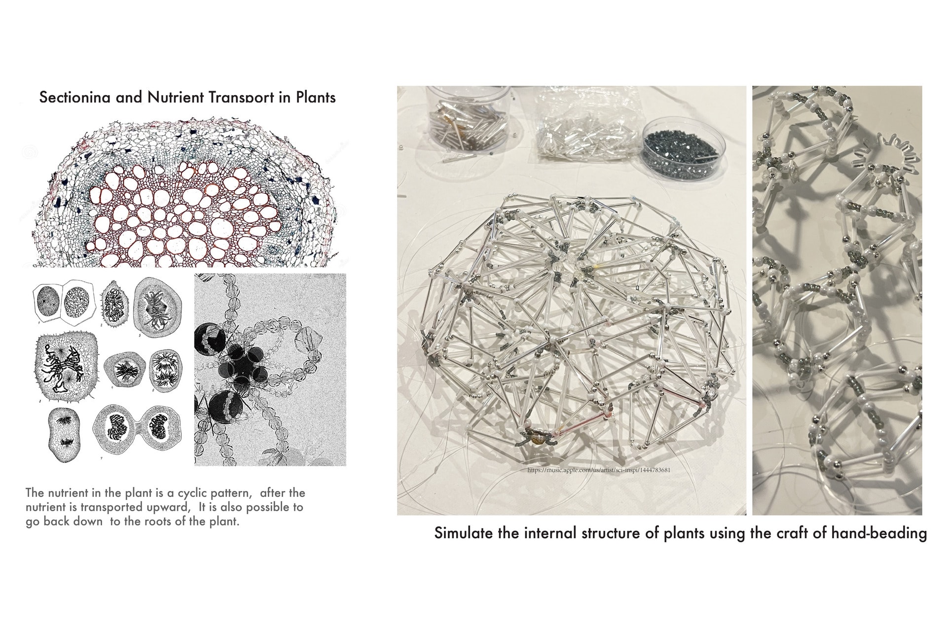 he vessel structure inside the plant can be expressed by the structure of beads.