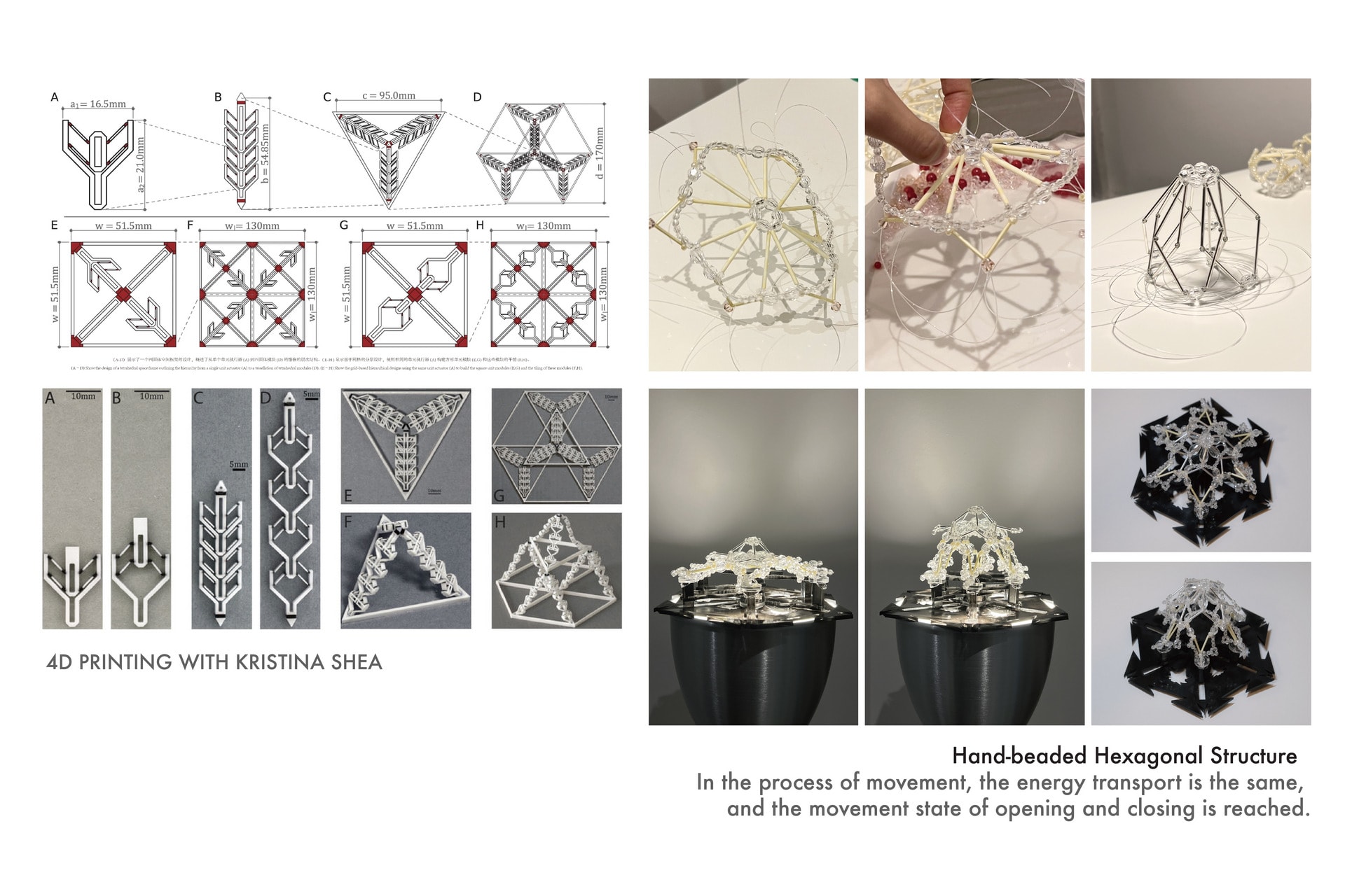 he vessel structure inside the plant can be expressed by the structure of beads.