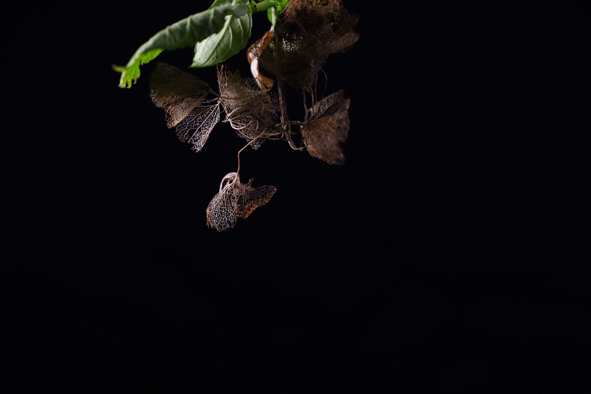 Observing a Hydrangea flower and its leaves  at an in-between state of green and decay.