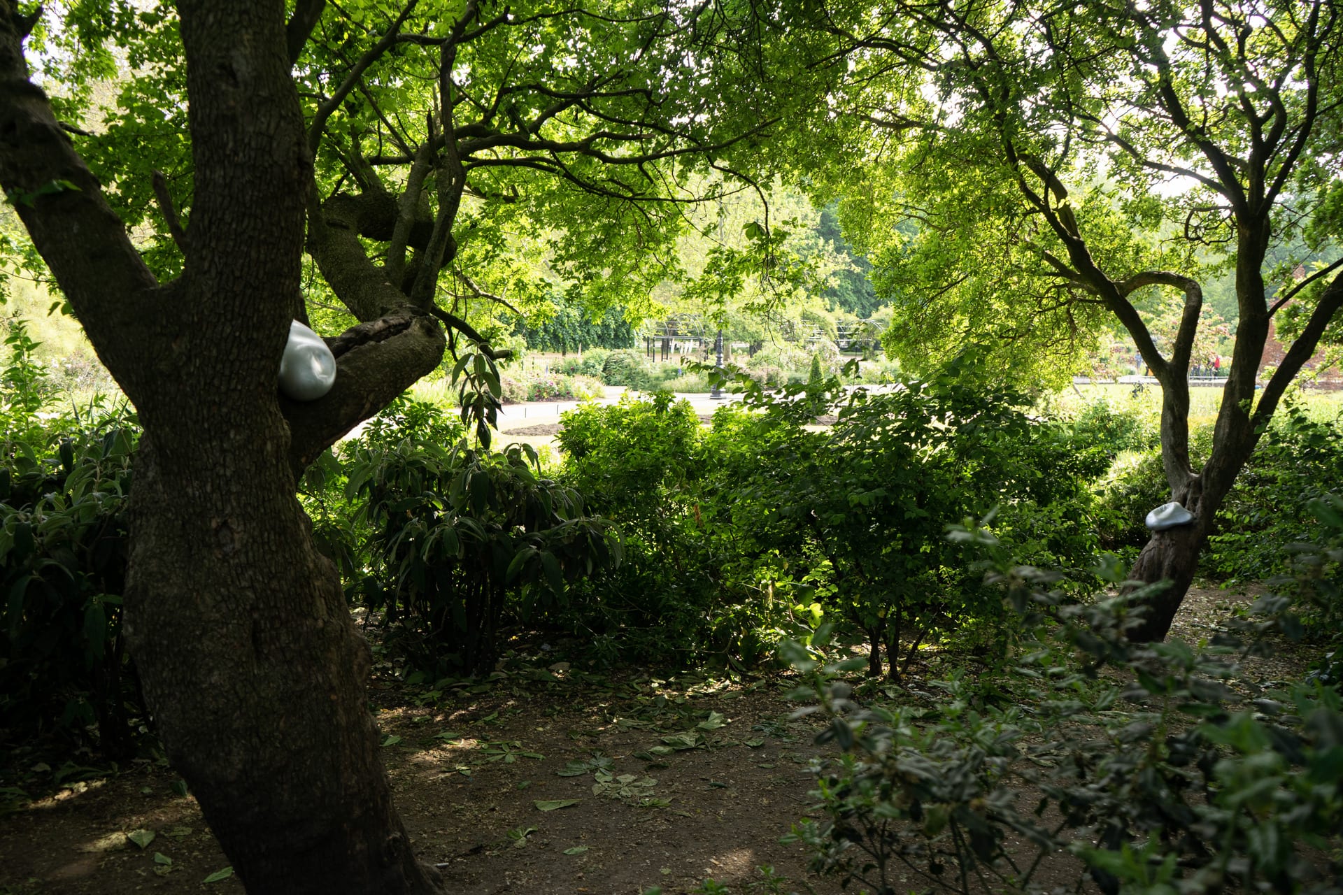 2 Silver cushions on a tree in the bush