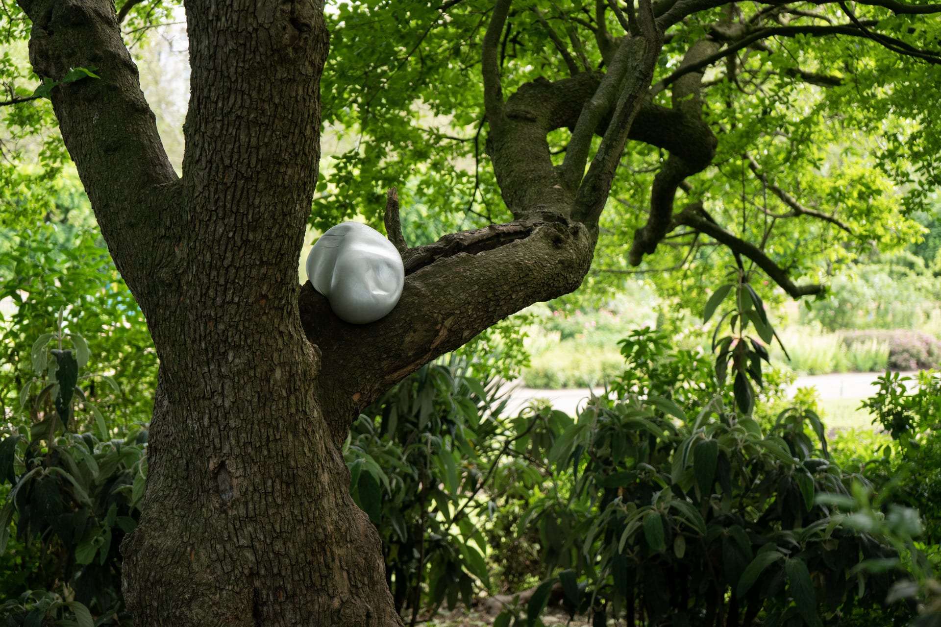 Silver cushion on a tree in the bush