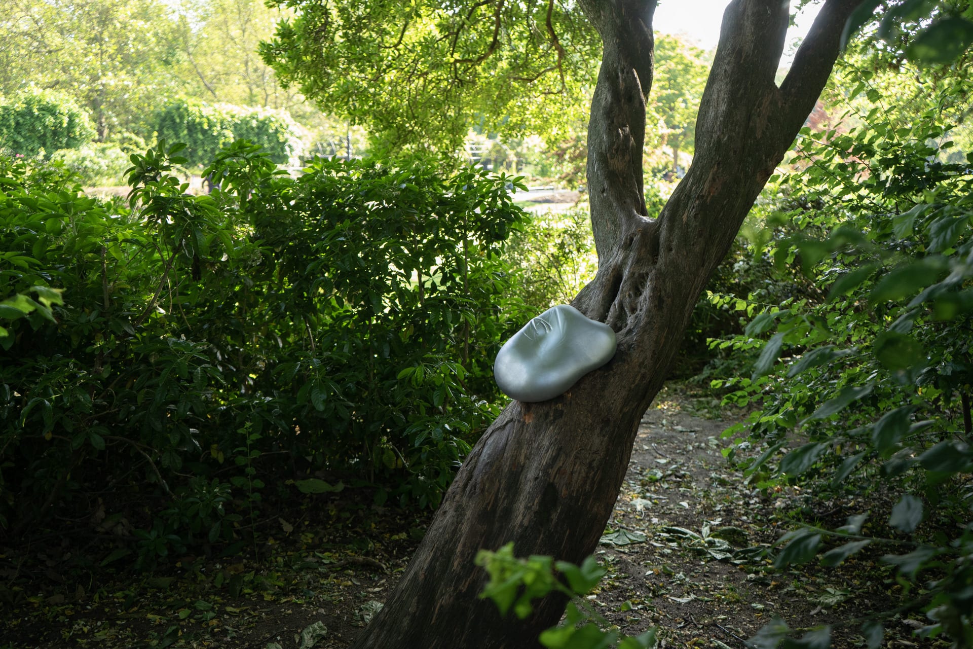 Silver cushion on a tree in the bush