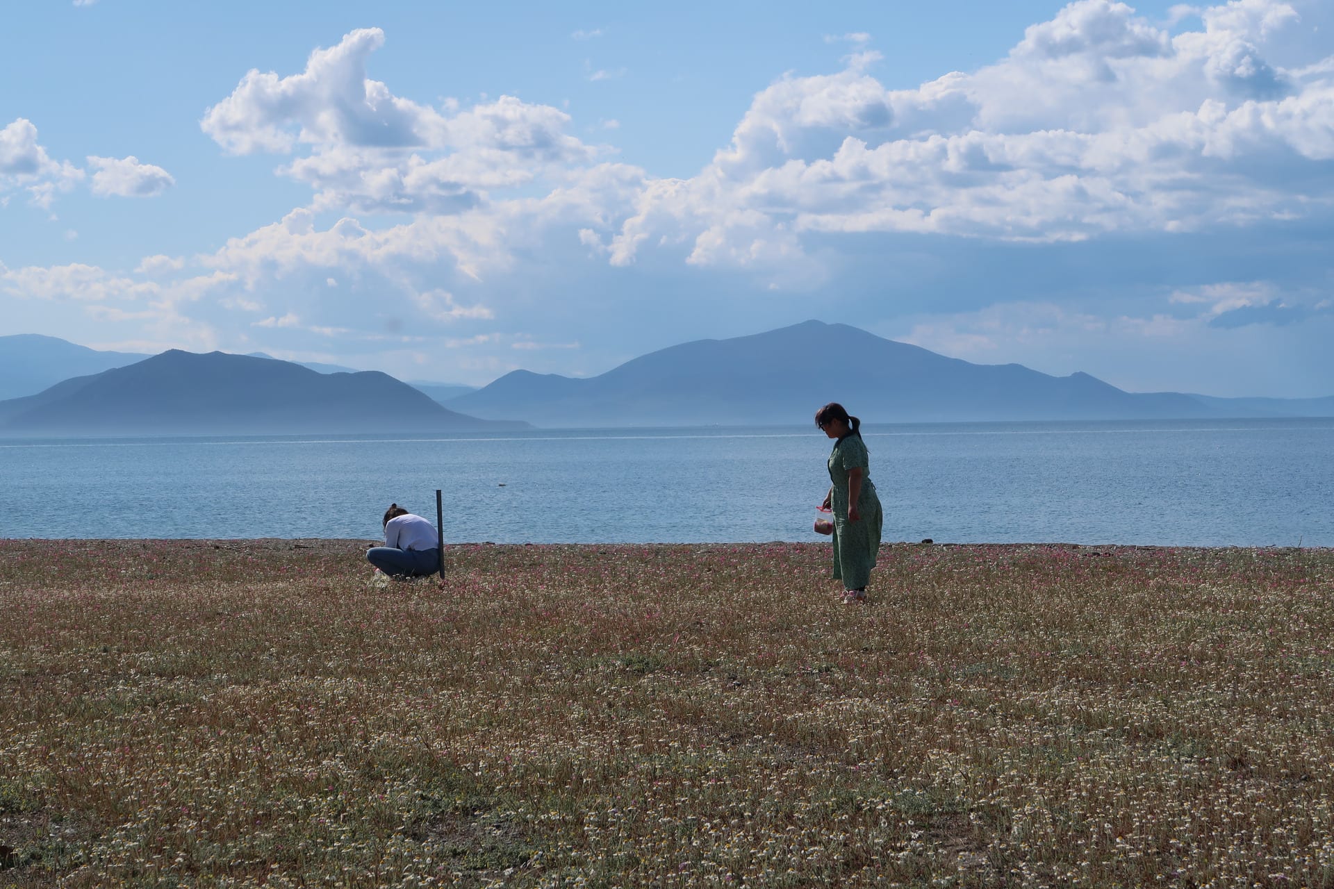 Two figures shown collecting samples in a field of chamomile flowers.