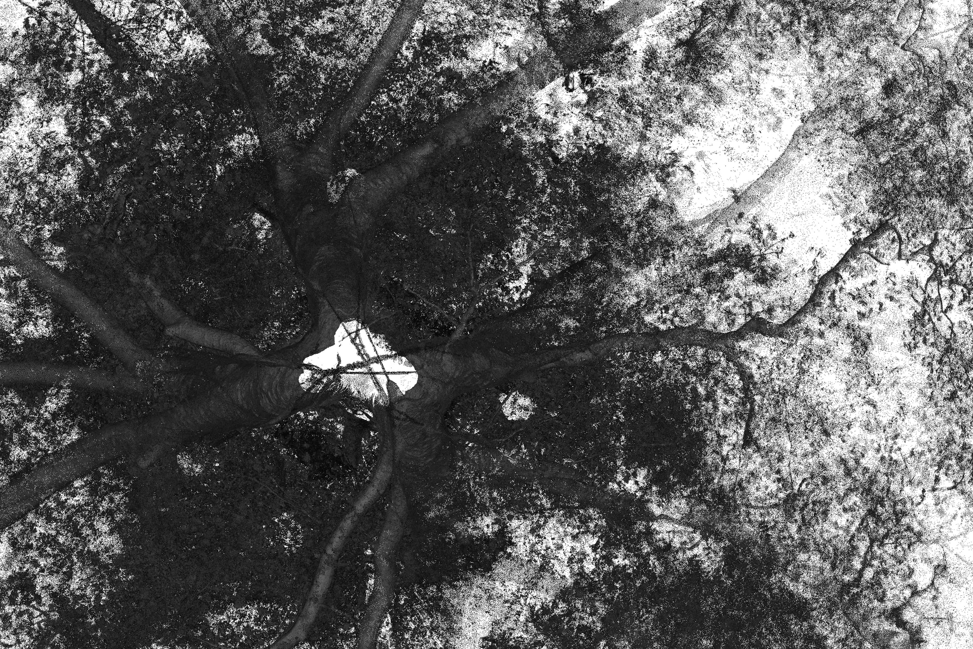 Black and white scan image of the tree showing the chains in the apparently hollow trunk