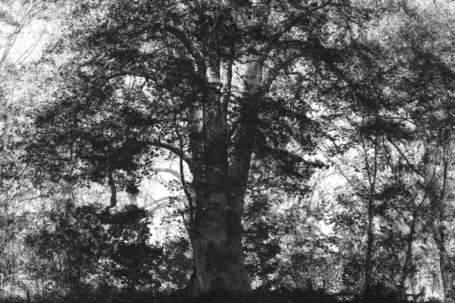 Black and white scan image of the tree