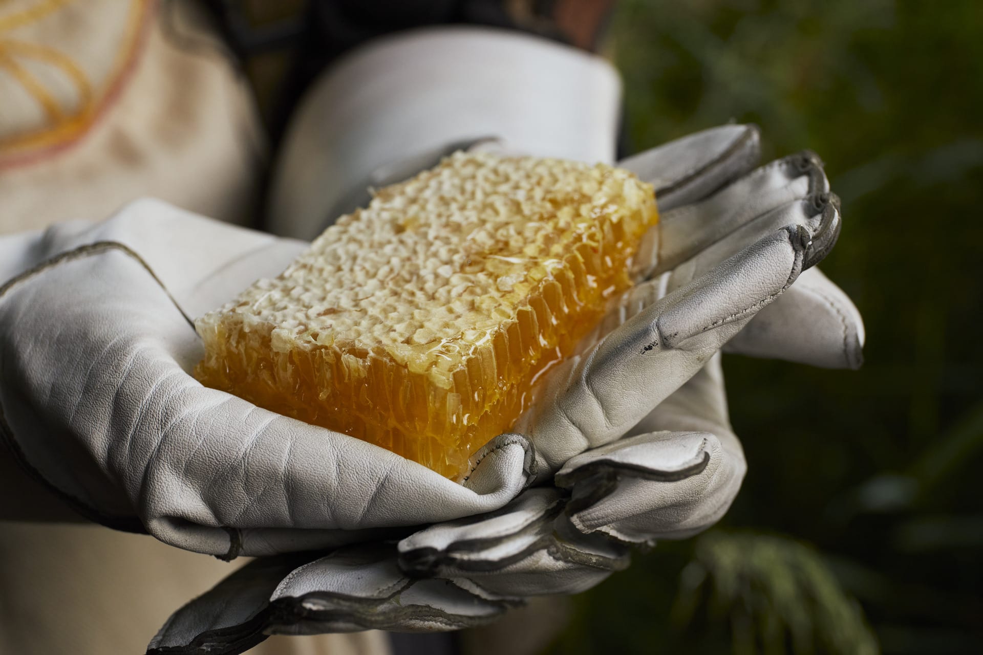 A close up of a piece of honeycomb clasped tenderly in the Apionaut's white-gloved hands