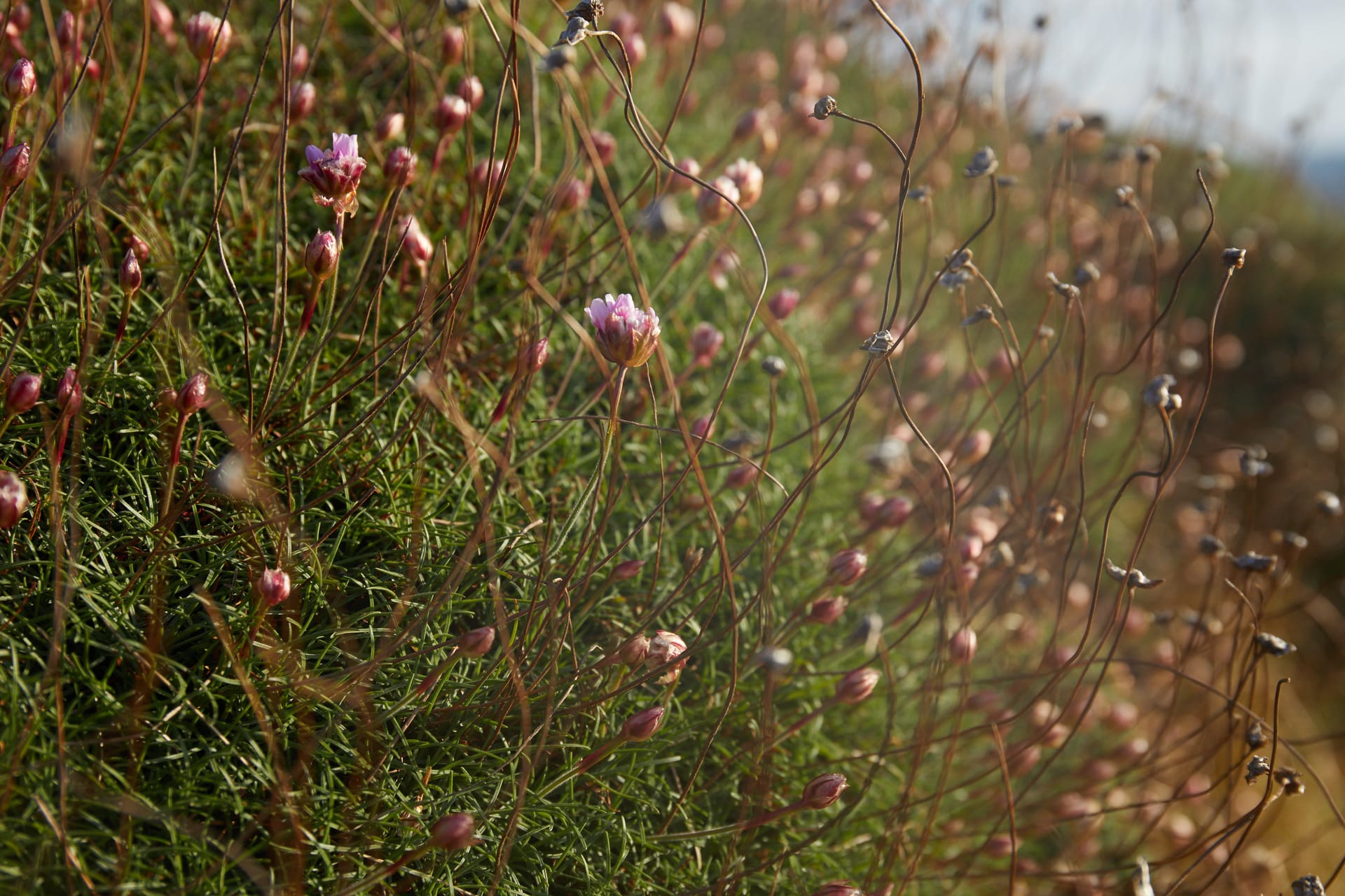 Sea thrift flowers in warm afternoon light