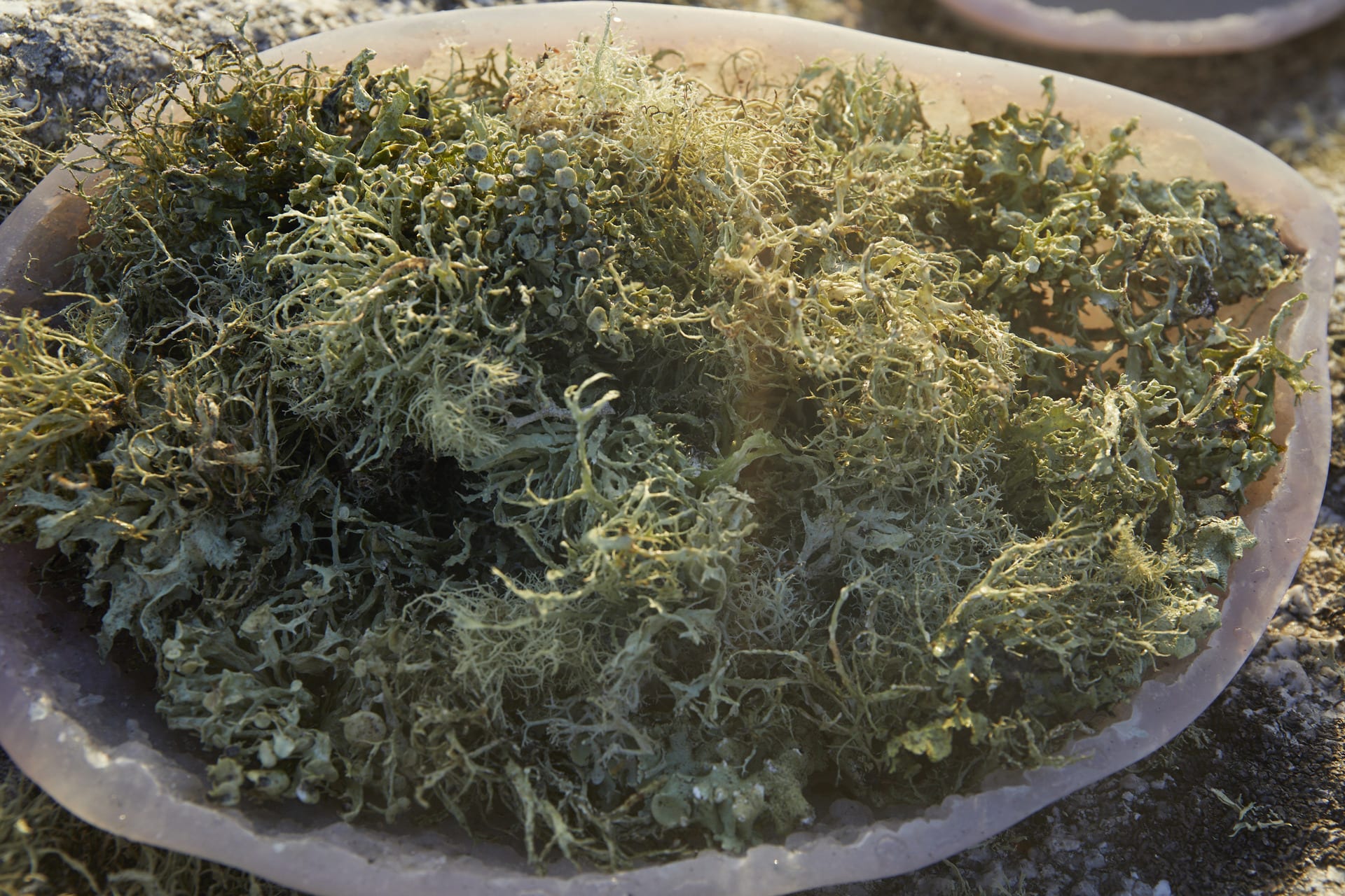 A pink fibreglass bowl brims with lichen. 