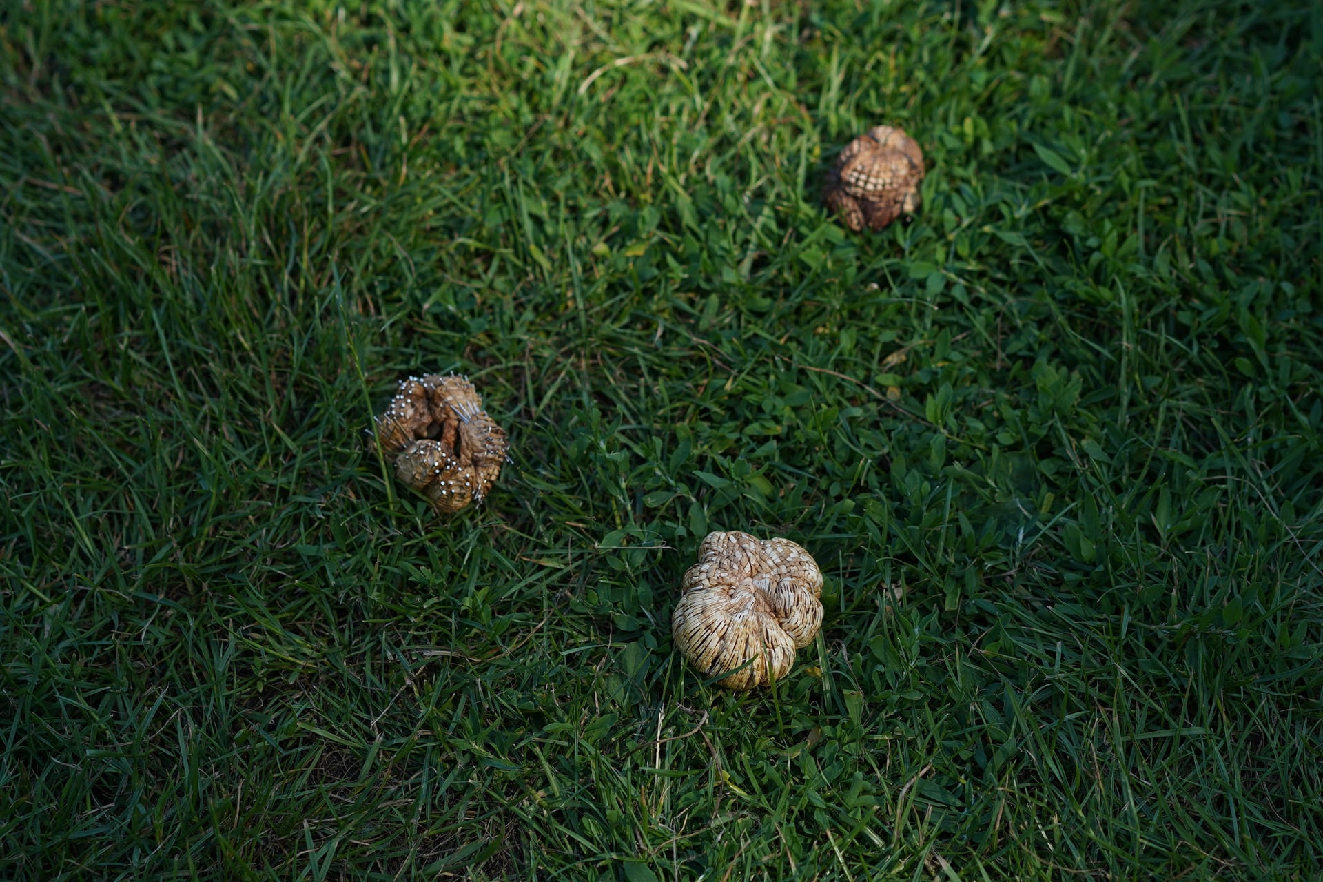 collective picture of strange mushrooms