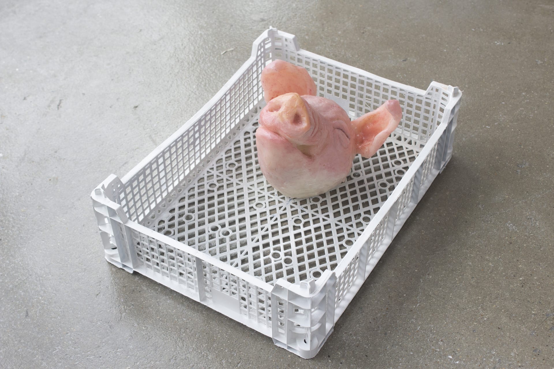 PIG HEAD TRAY