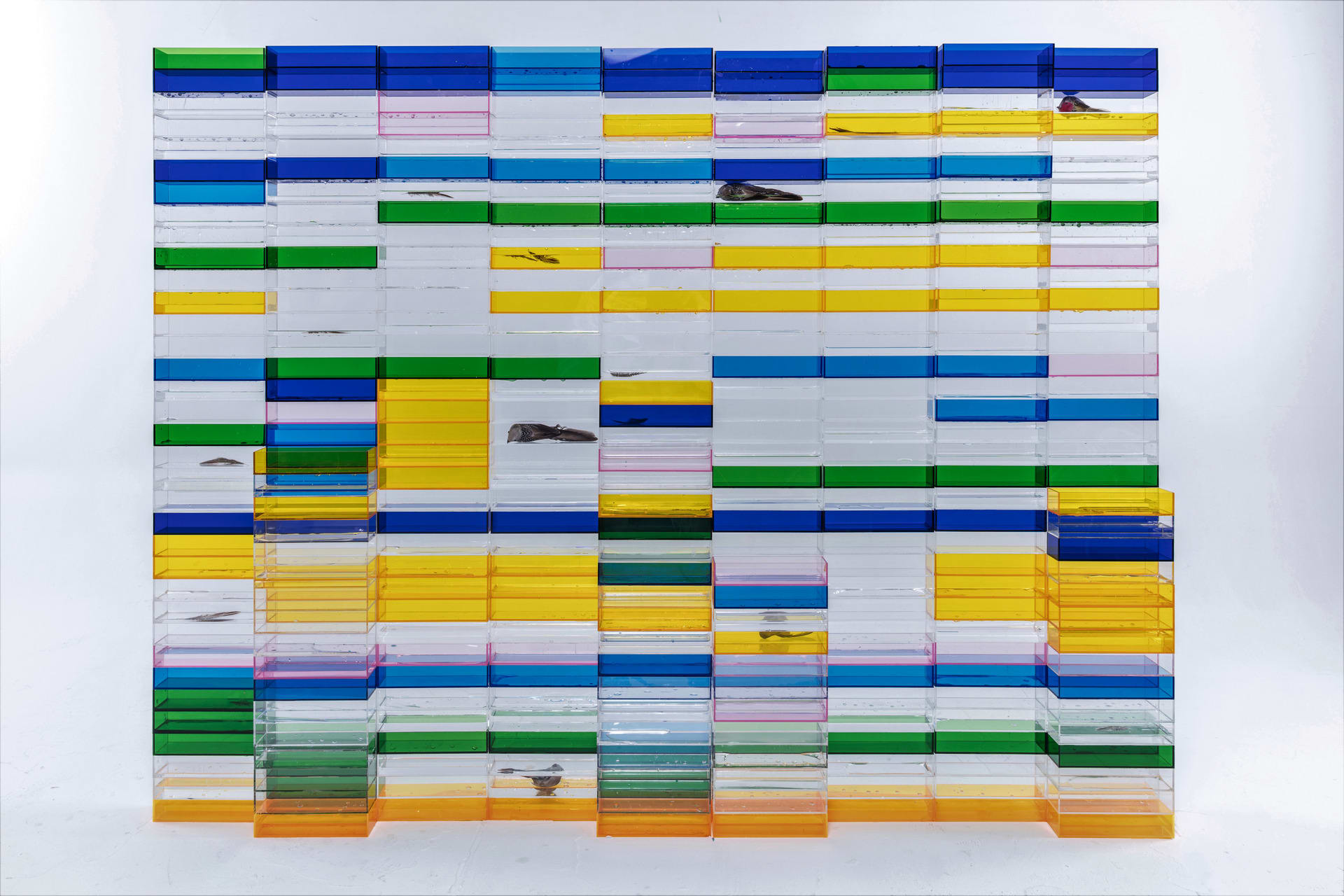 Wall of plexiglass boxes in multi-colored arrangement, in the form of an excel table. bodies of birds and feathers lie inside.