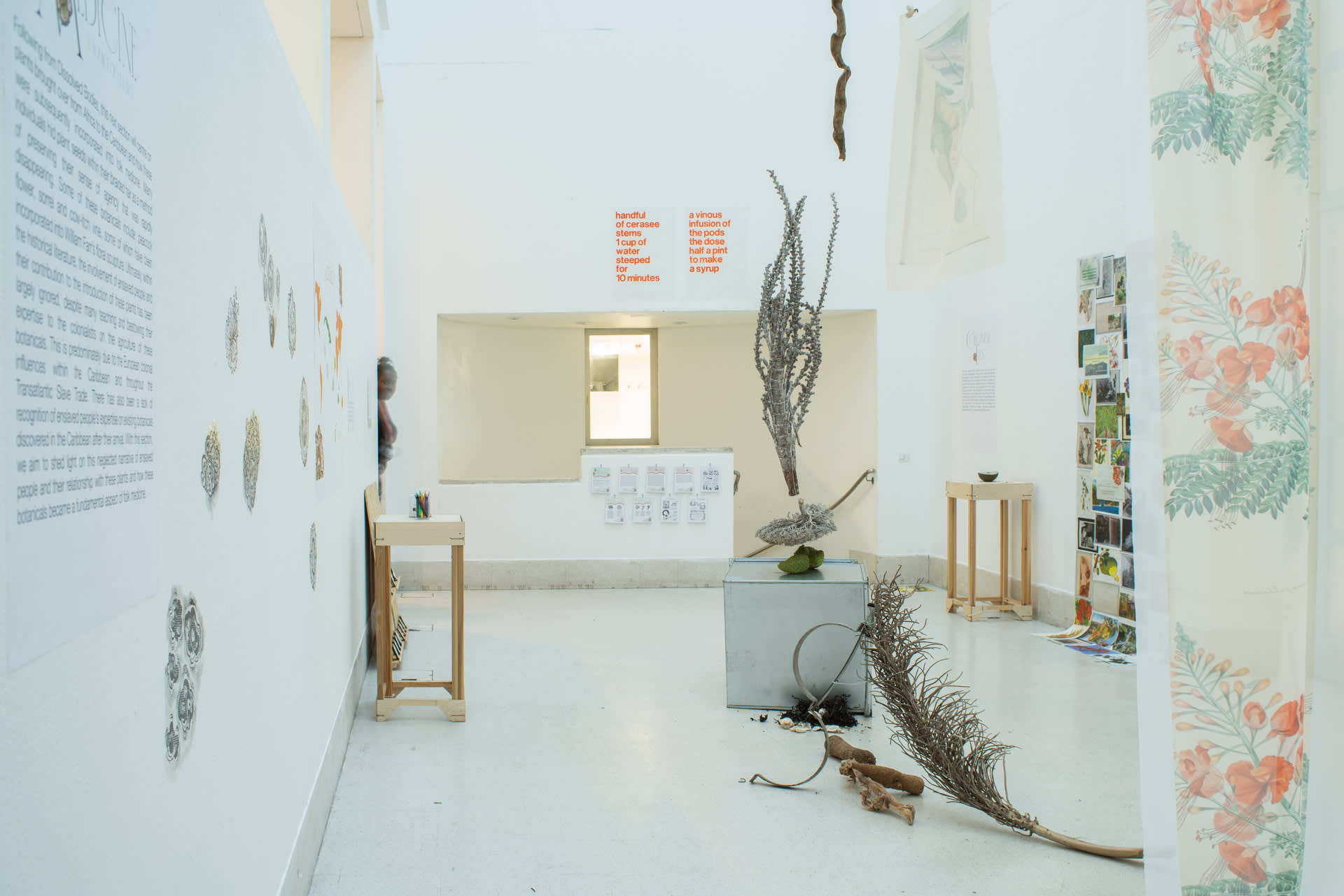 Shot of the Black Botanicals: The Root of Caribbean Medicine exhibition