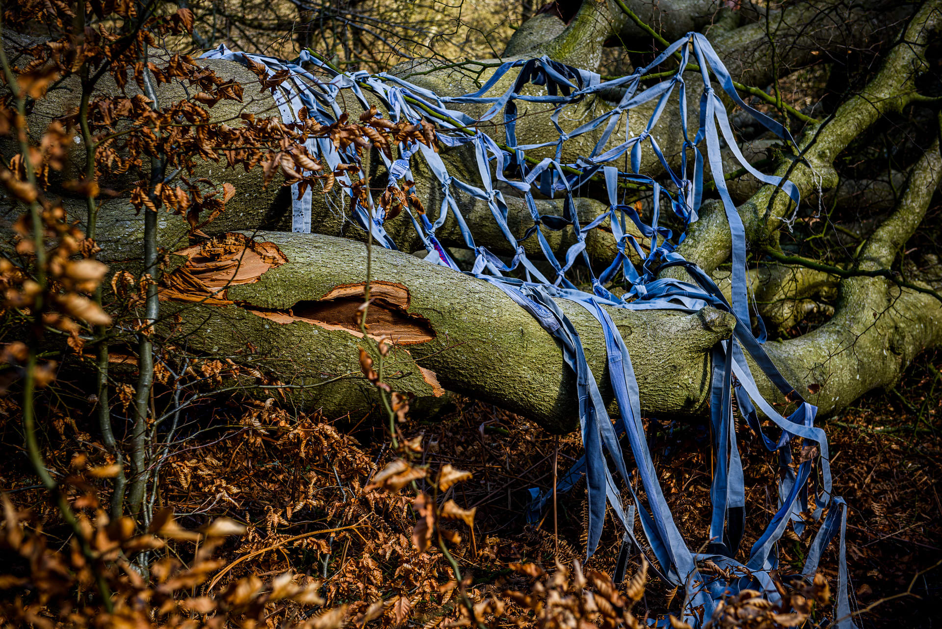 Plotting points, Repurposed fabric, fallen trees