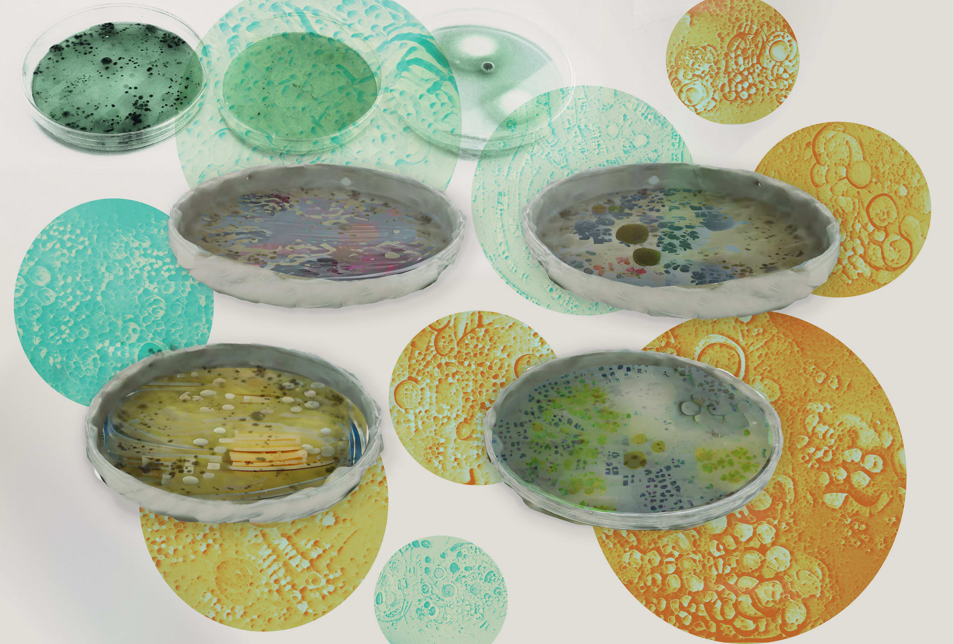 Artificial Morphology in Petri Dish 