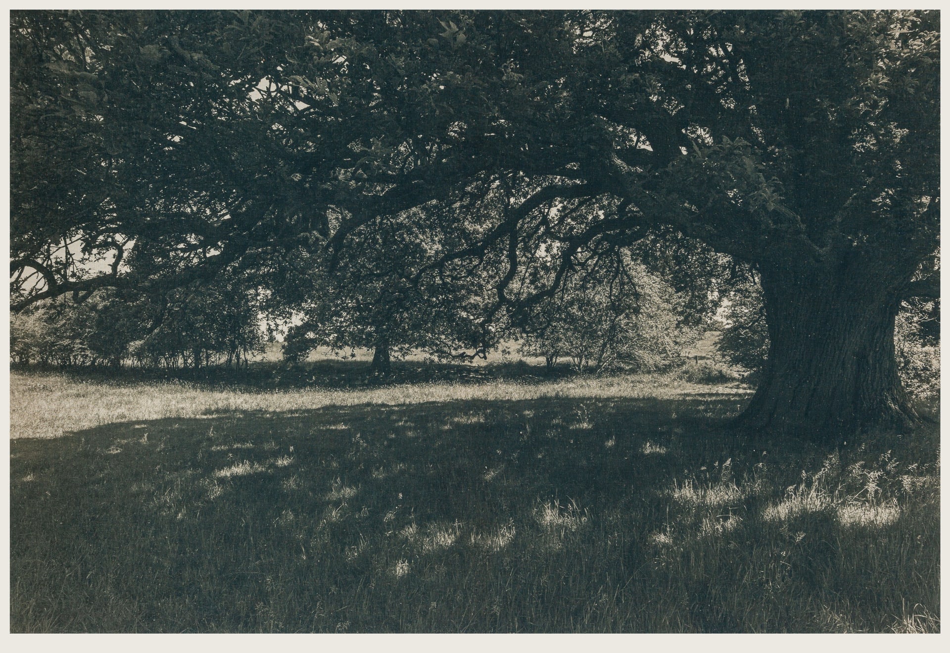  An ancient oak tree on a sunny day with deep shadow under