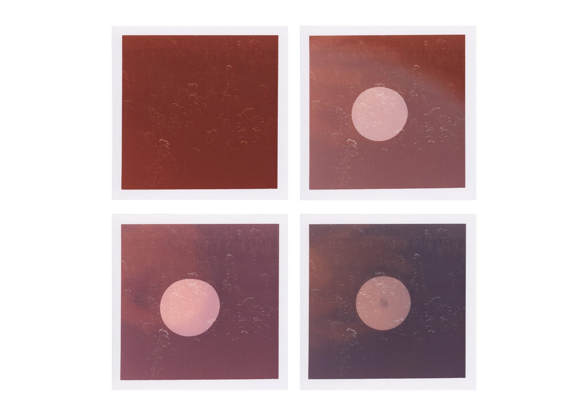 A grid of four pink photograms, with varying arrangements of circles and subtle colour changes