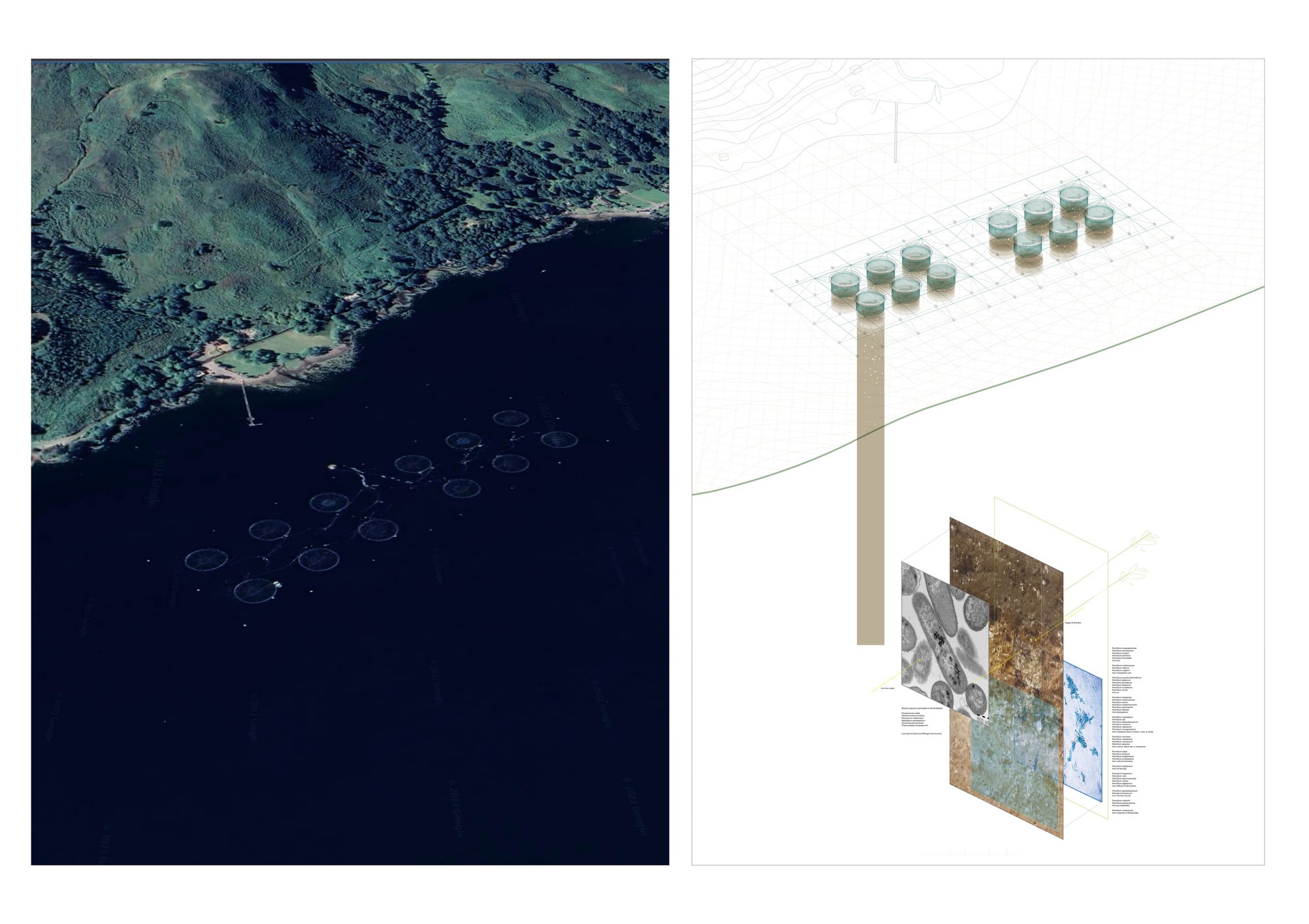 The site is a salmon farm in Loch Duich, in south
Scotland. Loch Duich is specified as a Marine
protected area due to significant contamination of
sediments with pharmaceutical residues. So the fish
f