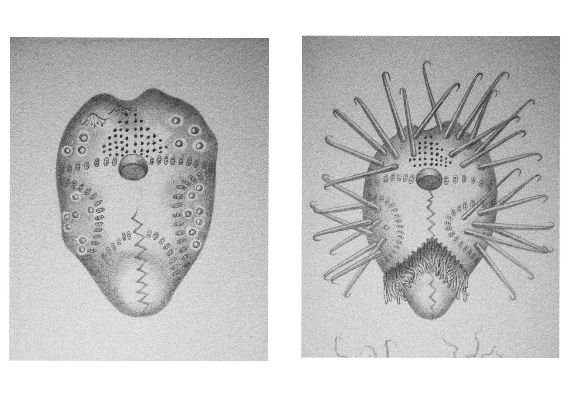 The germination process of the seeds of the Monsterflower(step1+2))