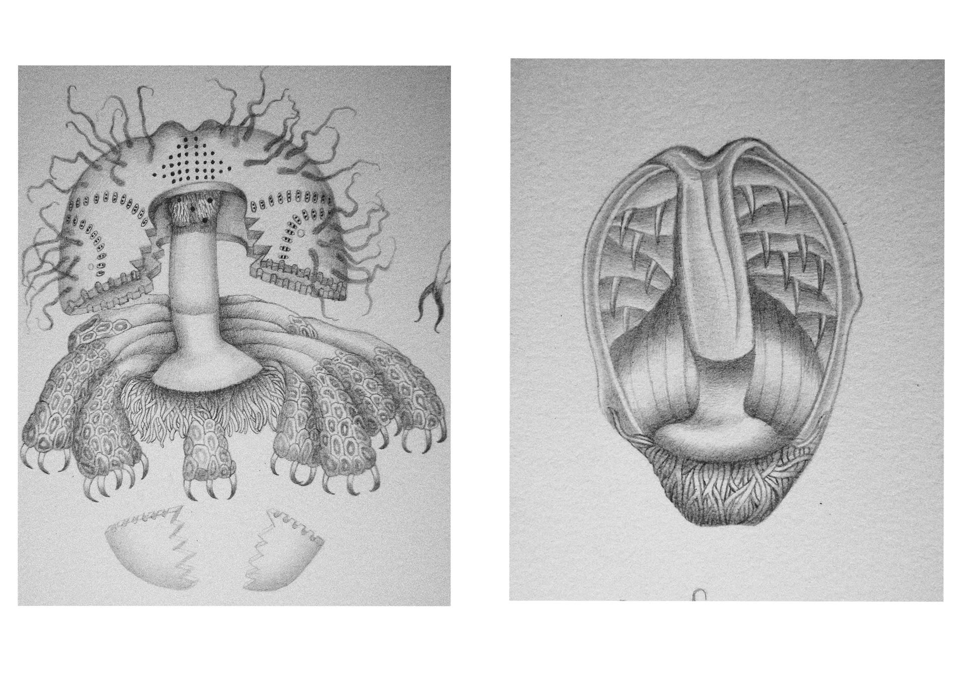 The germination process of the seeds of the Monsterflower(step3+4))