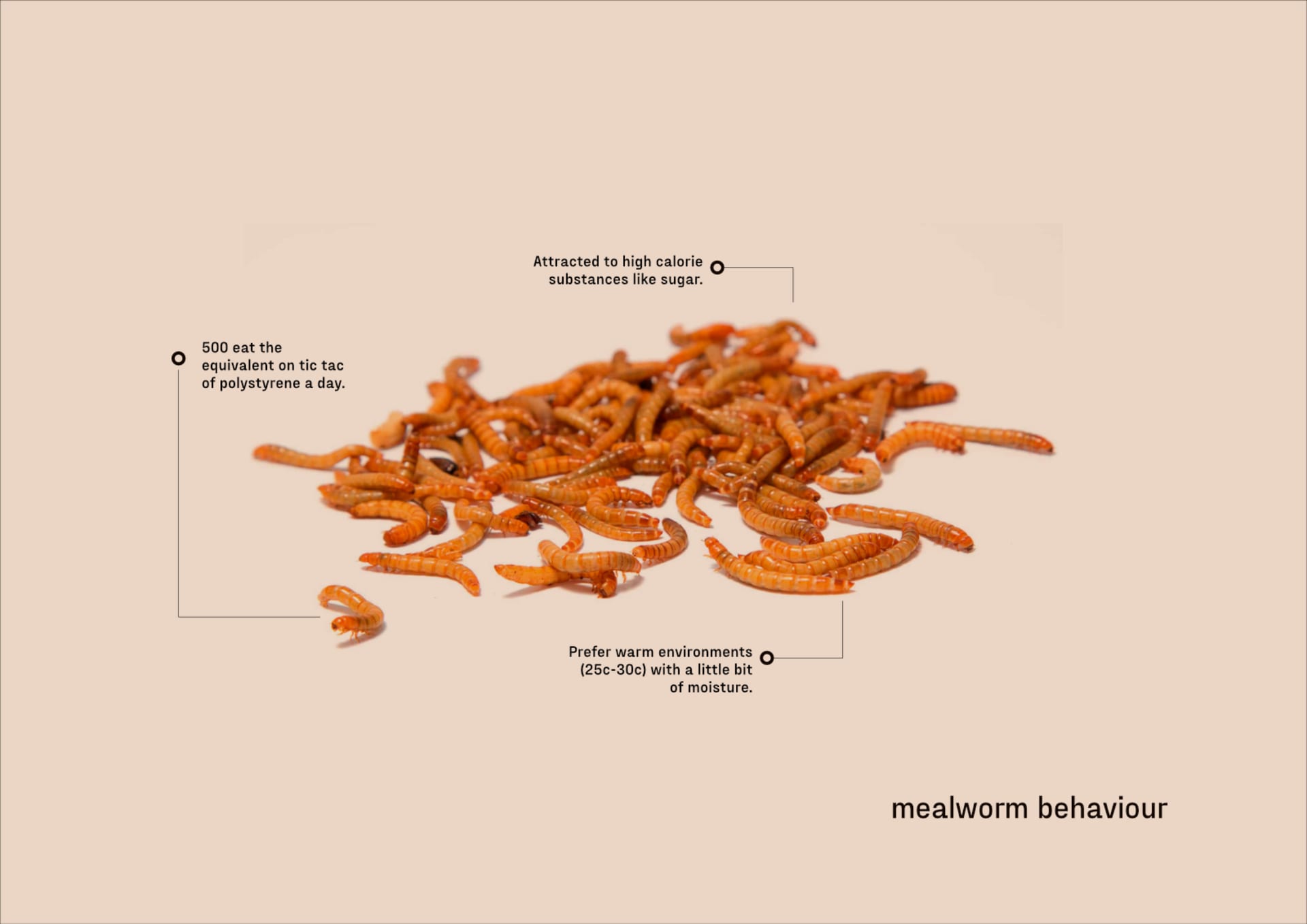 mealworm info