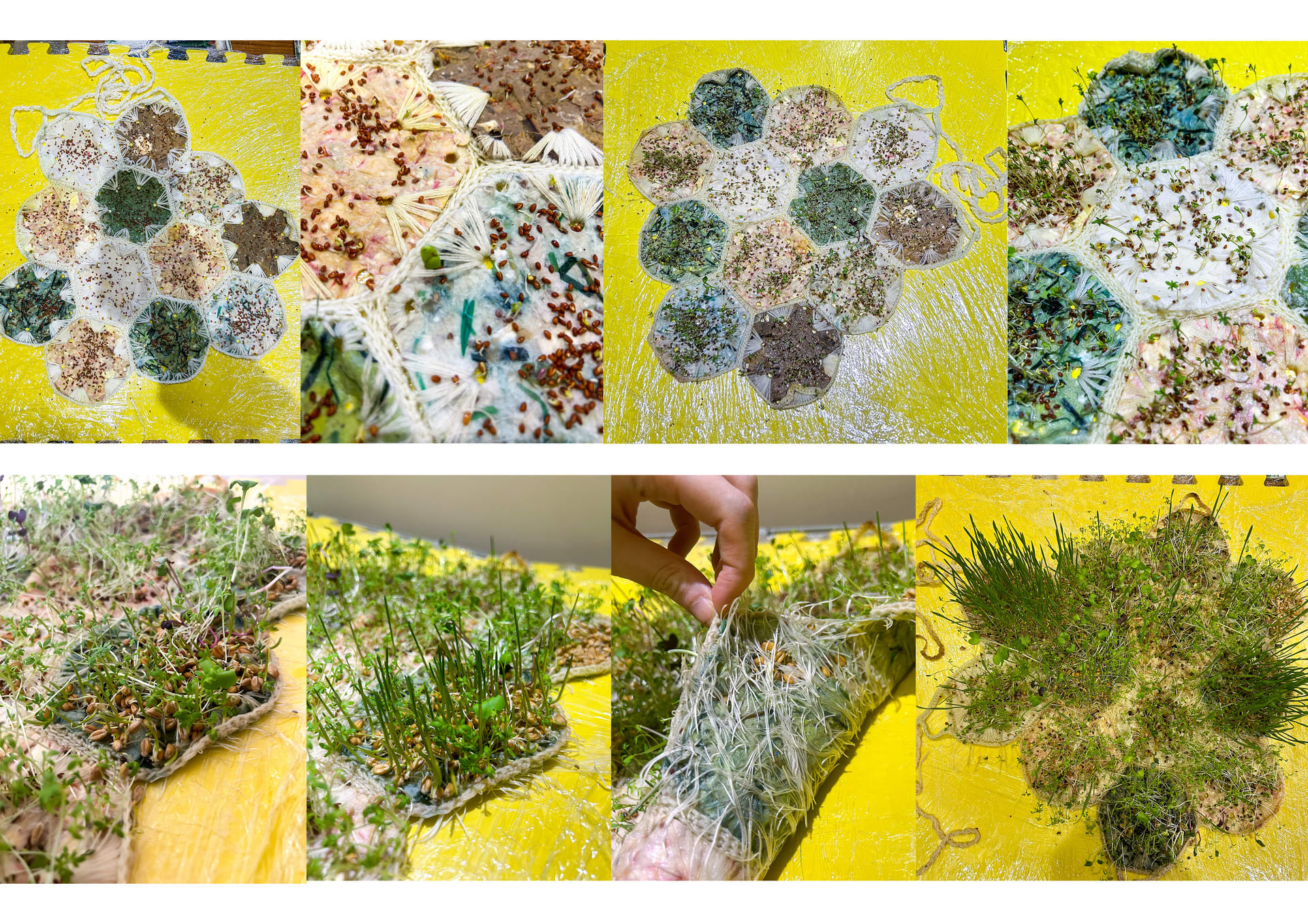 progress of symbiosis top growing, shows roots stabilising paper