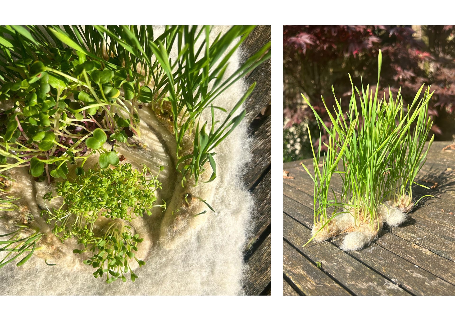 left:close up of sample, taken from above. laying on wooden table. crescent patterns of plants can be seen; right: felt figure