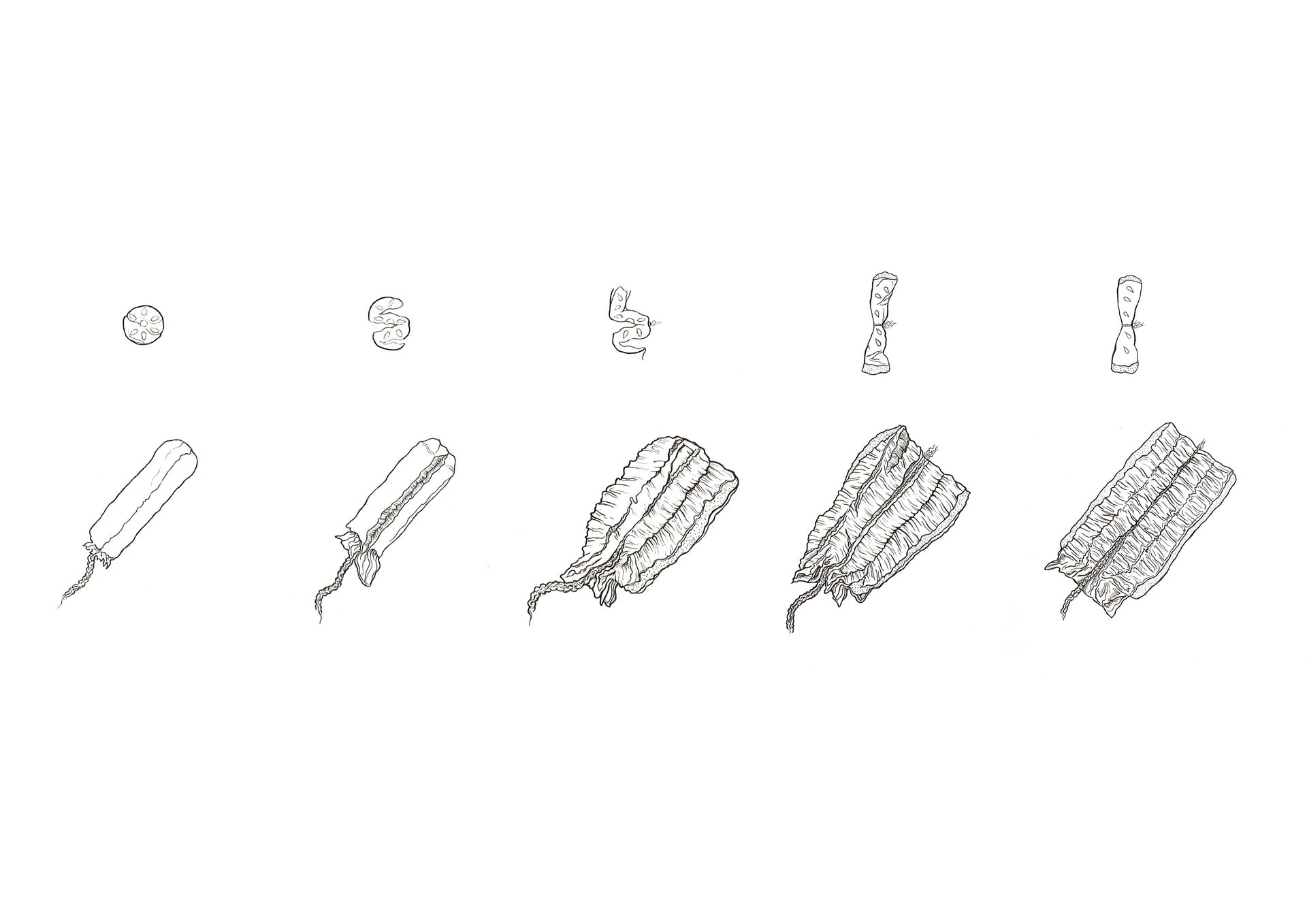 Illustration of the 'Tampax Compak' tampon absorption mechanism 